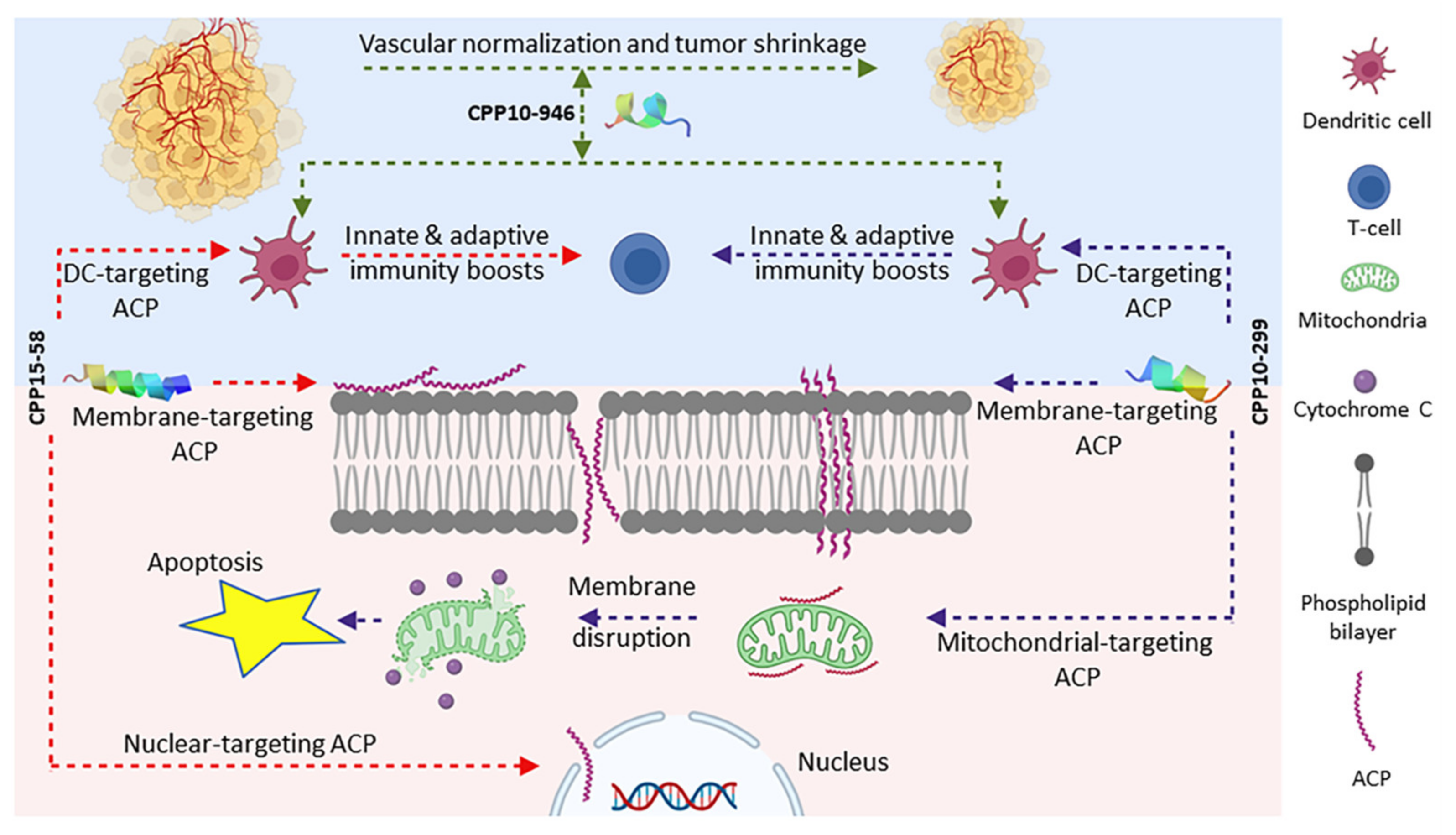Marinedrugs 20 00763 g008 Marinedrugs 20 00763 g008