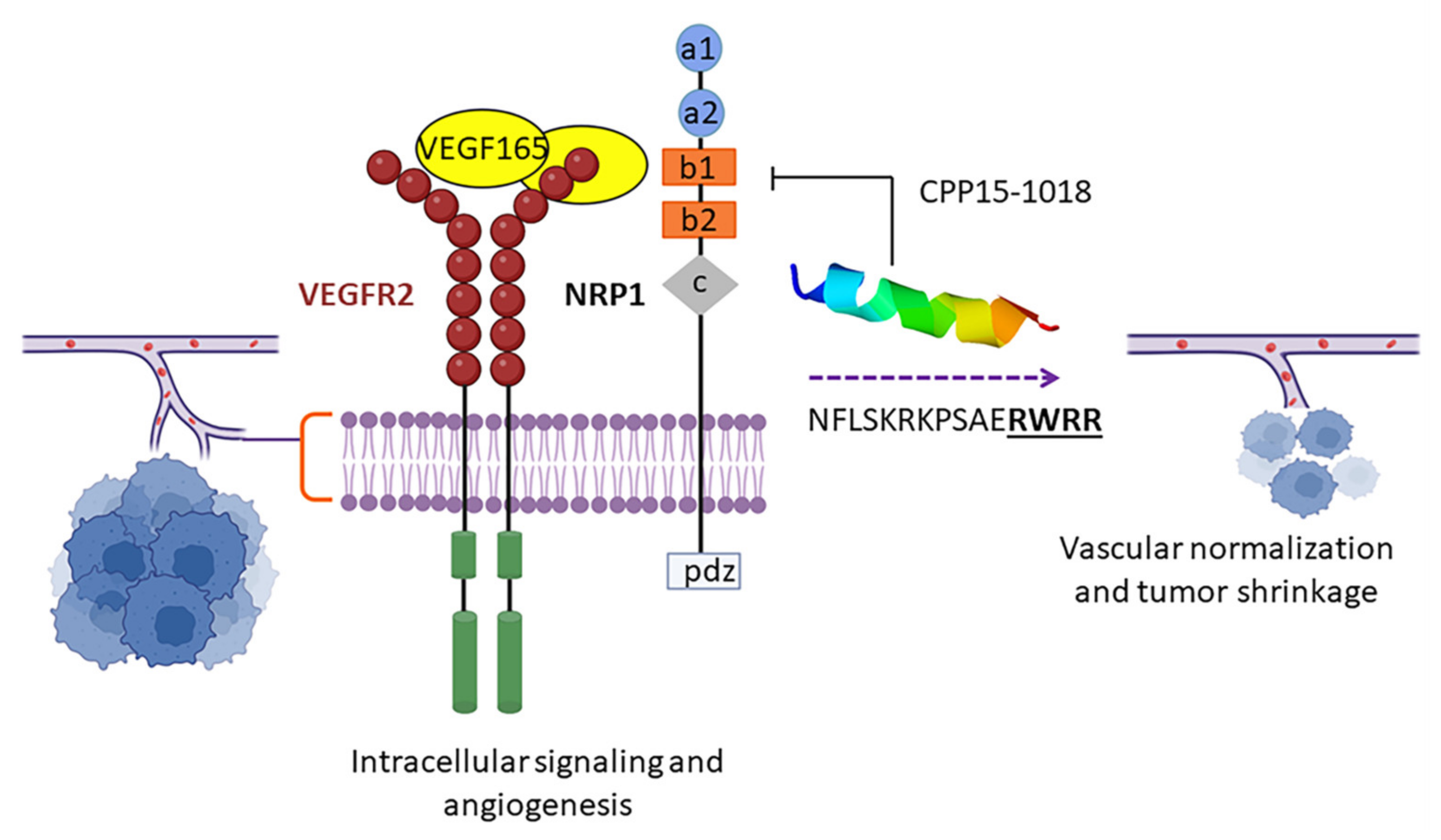 Marinedrugs 20 00763 g010 Marinedrugs 20 00763 g010