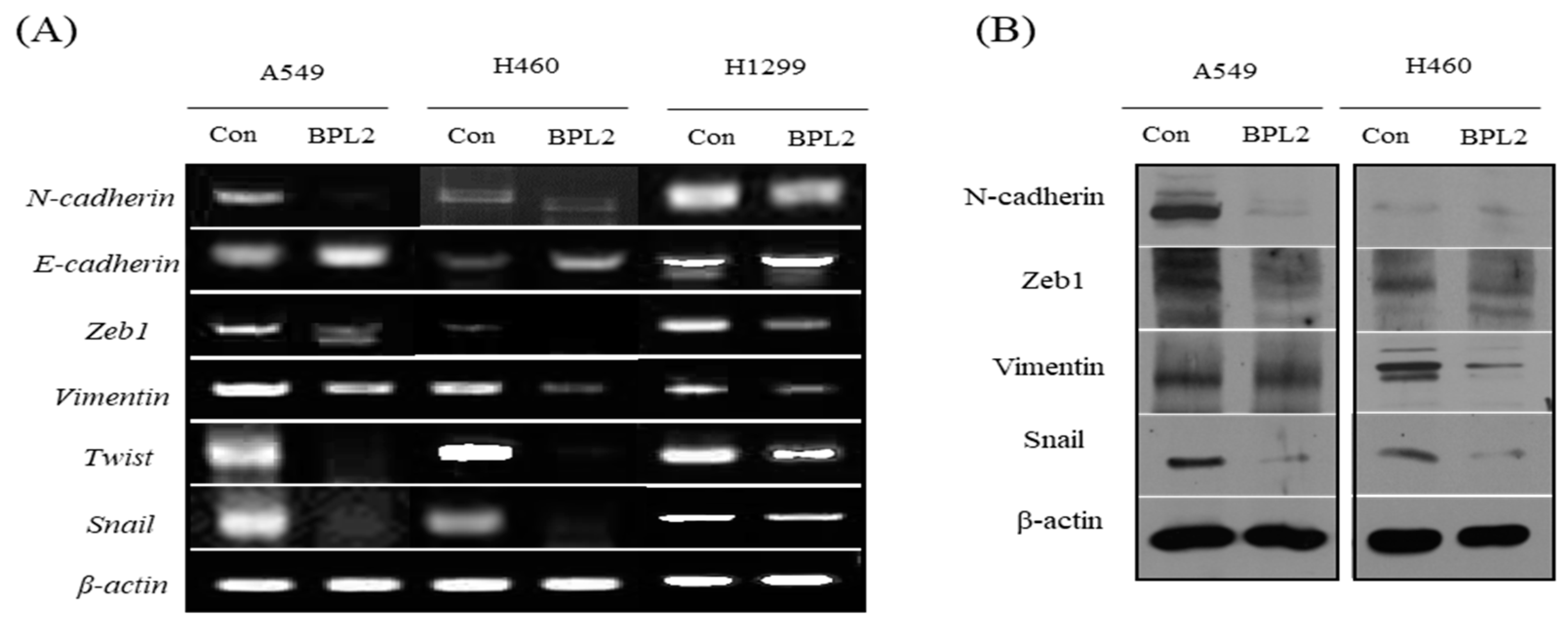 Marinedrugs 20 00776 g005 Marinedrugs 20 00776 g005