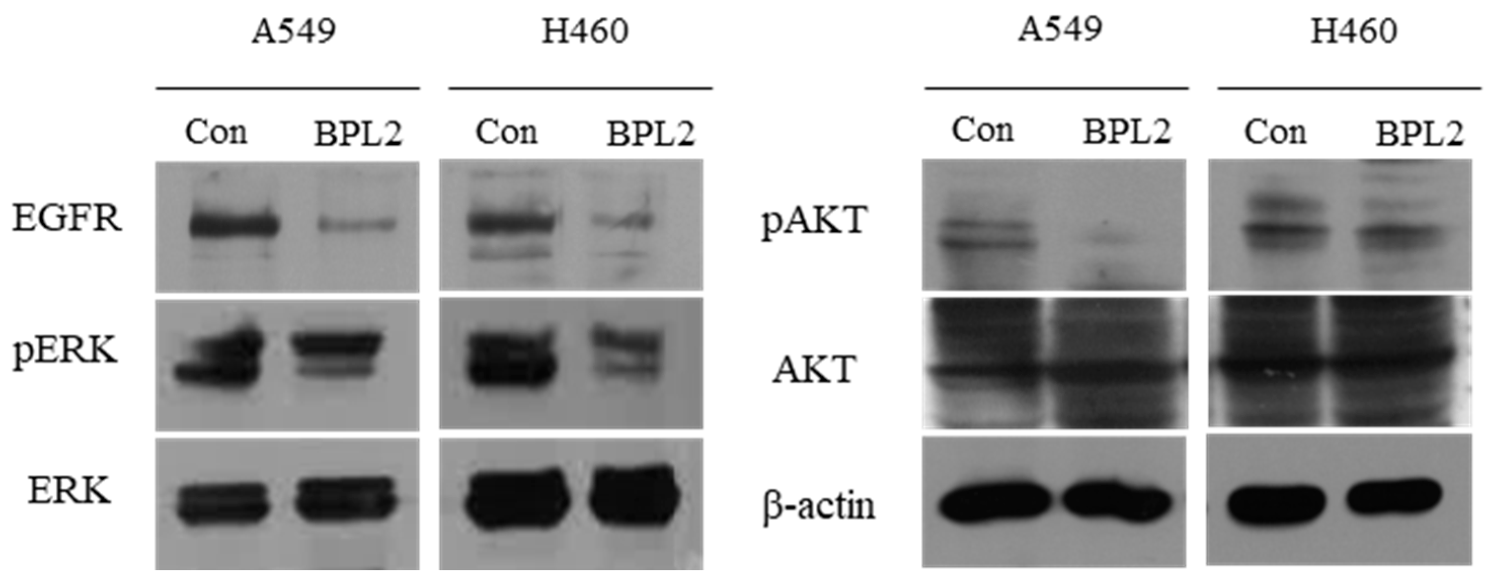 Marinedrugs 20 00776 g006 Marinedrugs 20 00776 g006