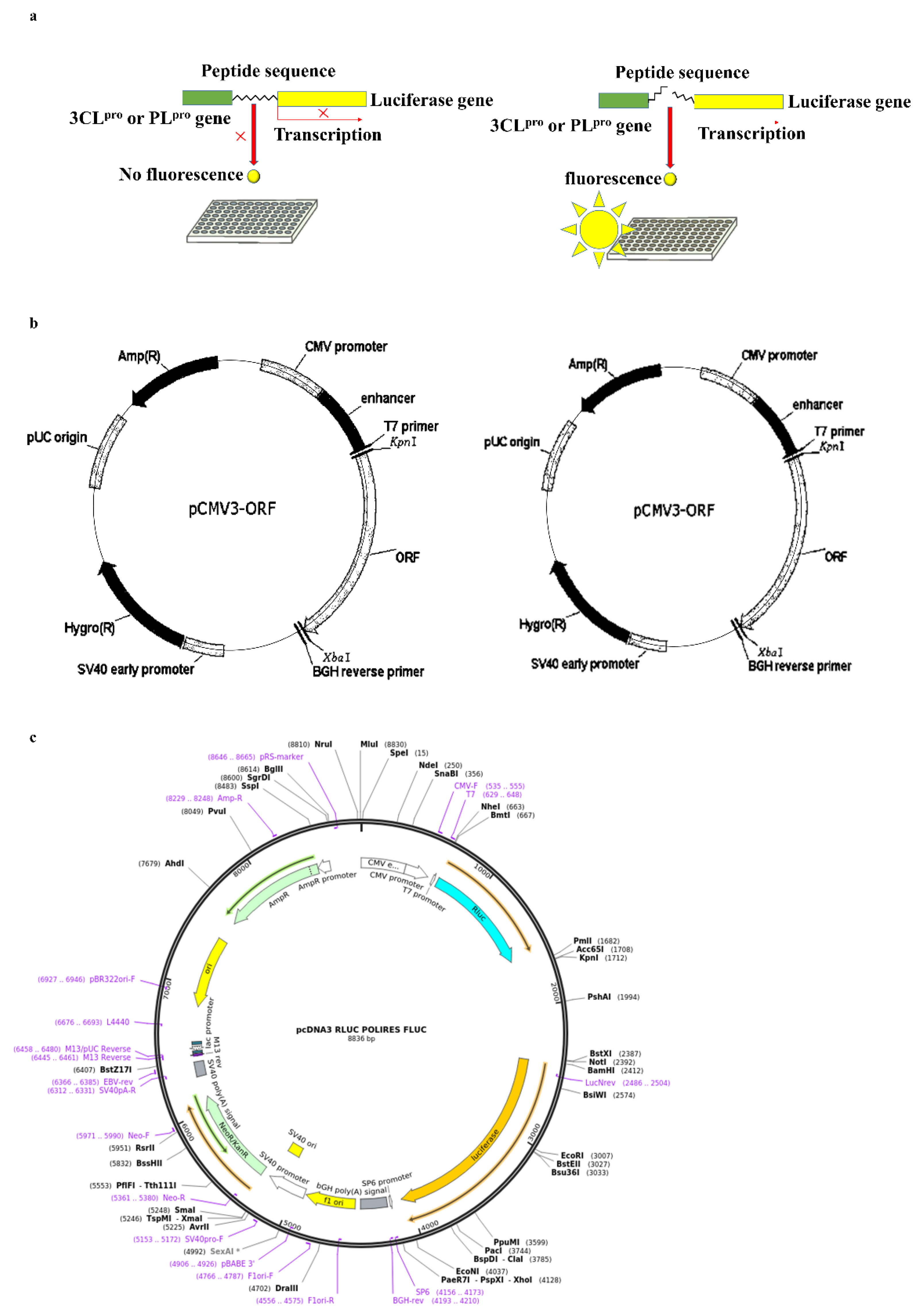 Marinedrugs 20 00786 g006