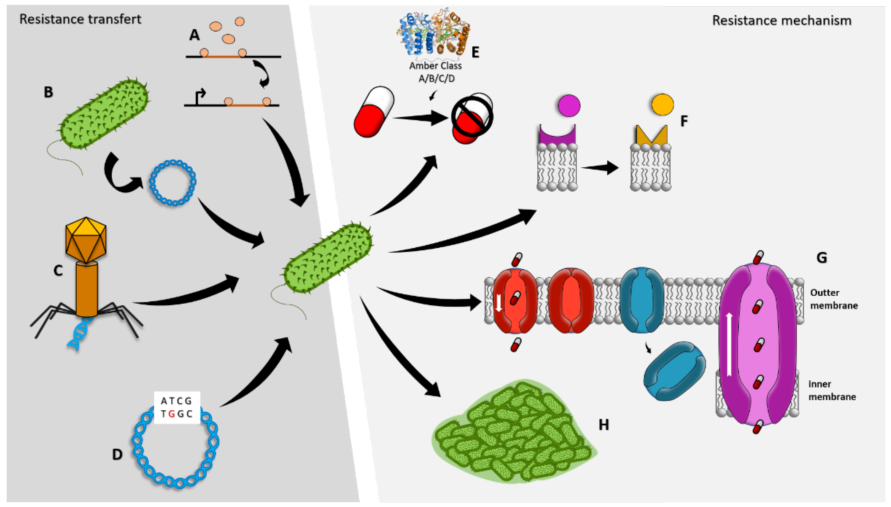 Marinedrugs 21 00009 g001 Marinedrugs 21 00009 g001