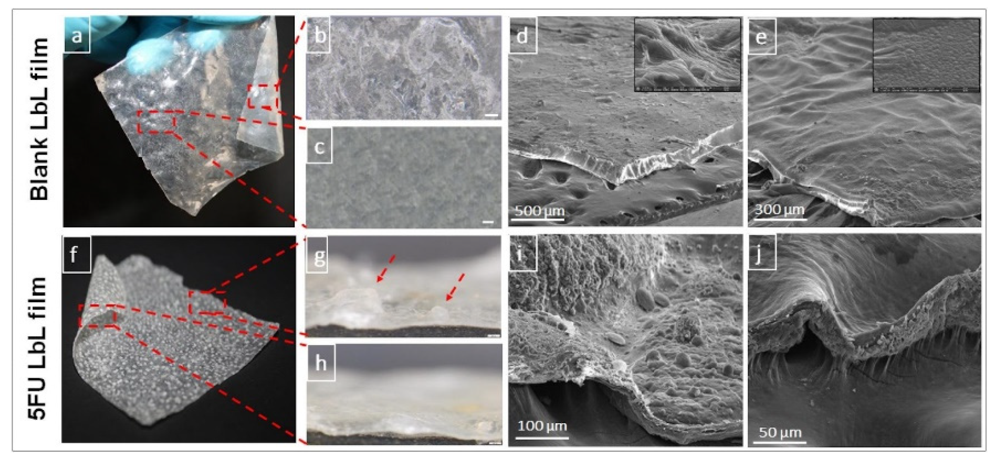 Marinedrugs 21 00014 g002 Marinedrugs 21 00014 g002