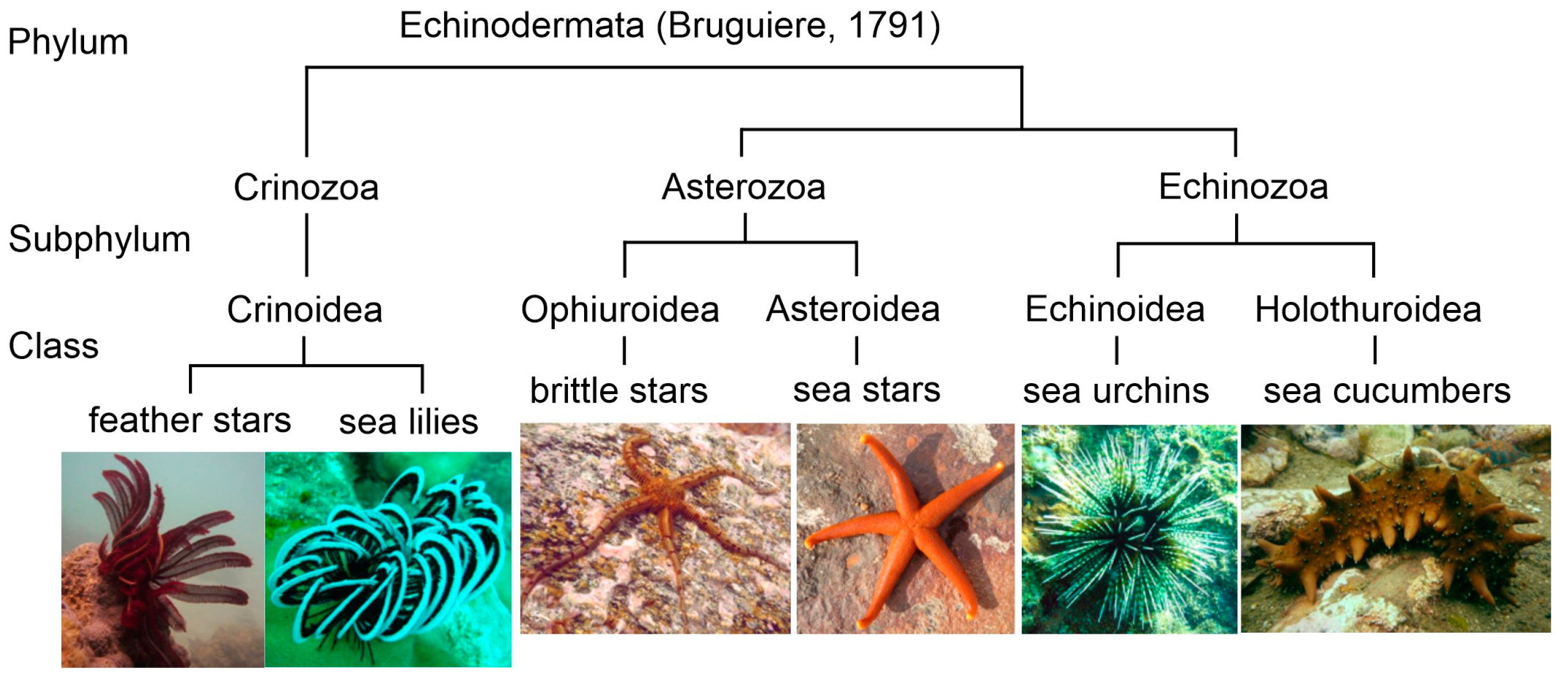 Marine Drugs | Free Full-Text | Fatty Acids of Echinoderms: Diversity, Current Applications and Future Opportunities Marine Drugs | Free Full-Text | Fatty Acids of Echinoderms: Diversity, Current Applications and Future Opportunities