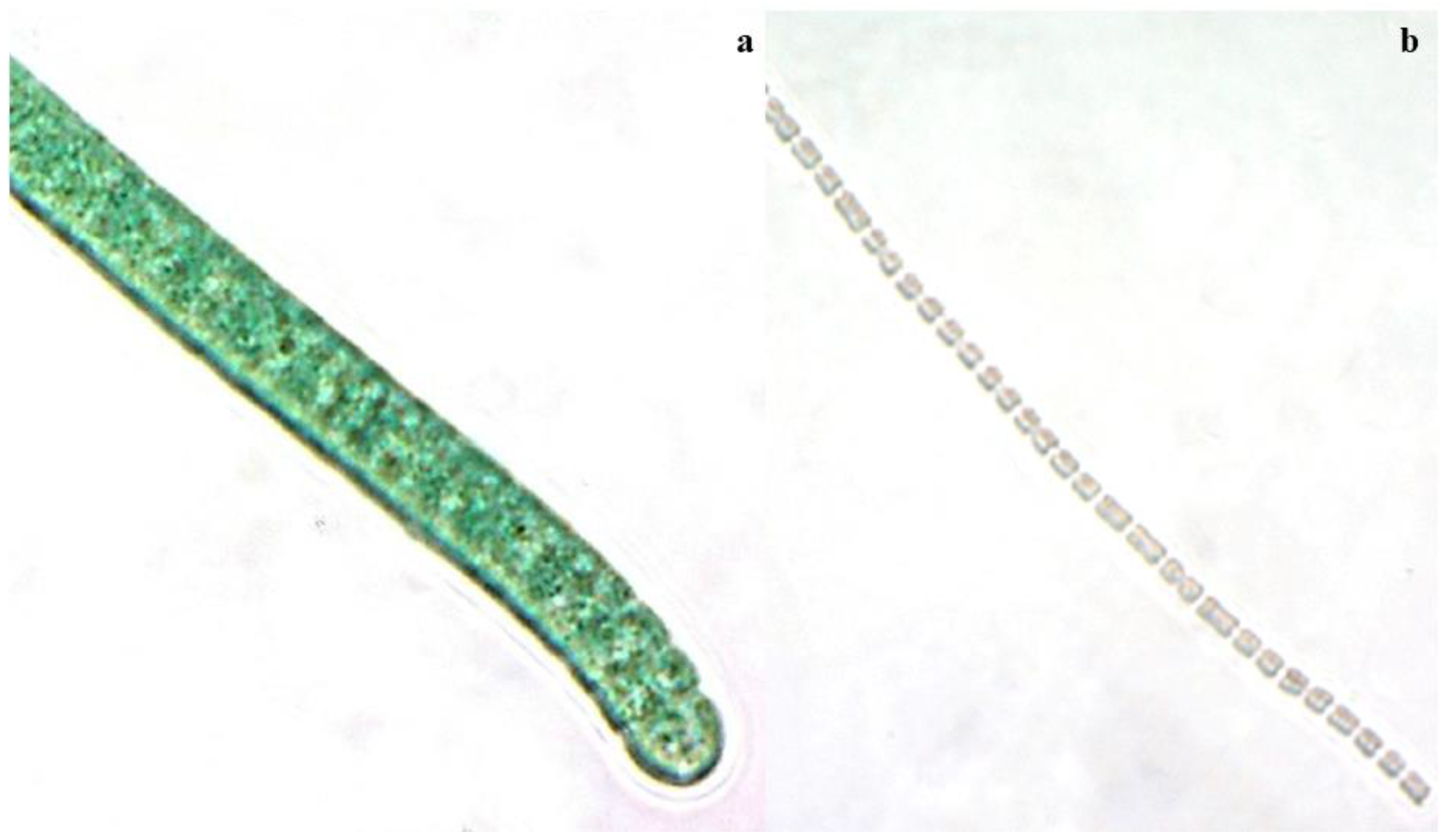 Marinedrugs 21 00028 g003 Marinedrugs 21 00028 g003