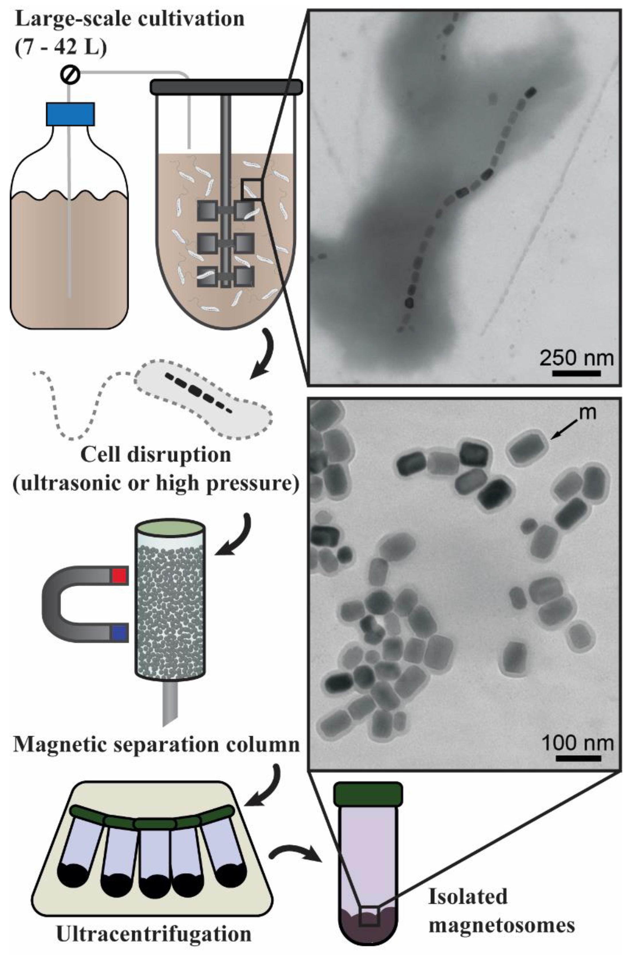 Marinedrugs 21 00060 g001 Marinedrugs 21 00060 g001