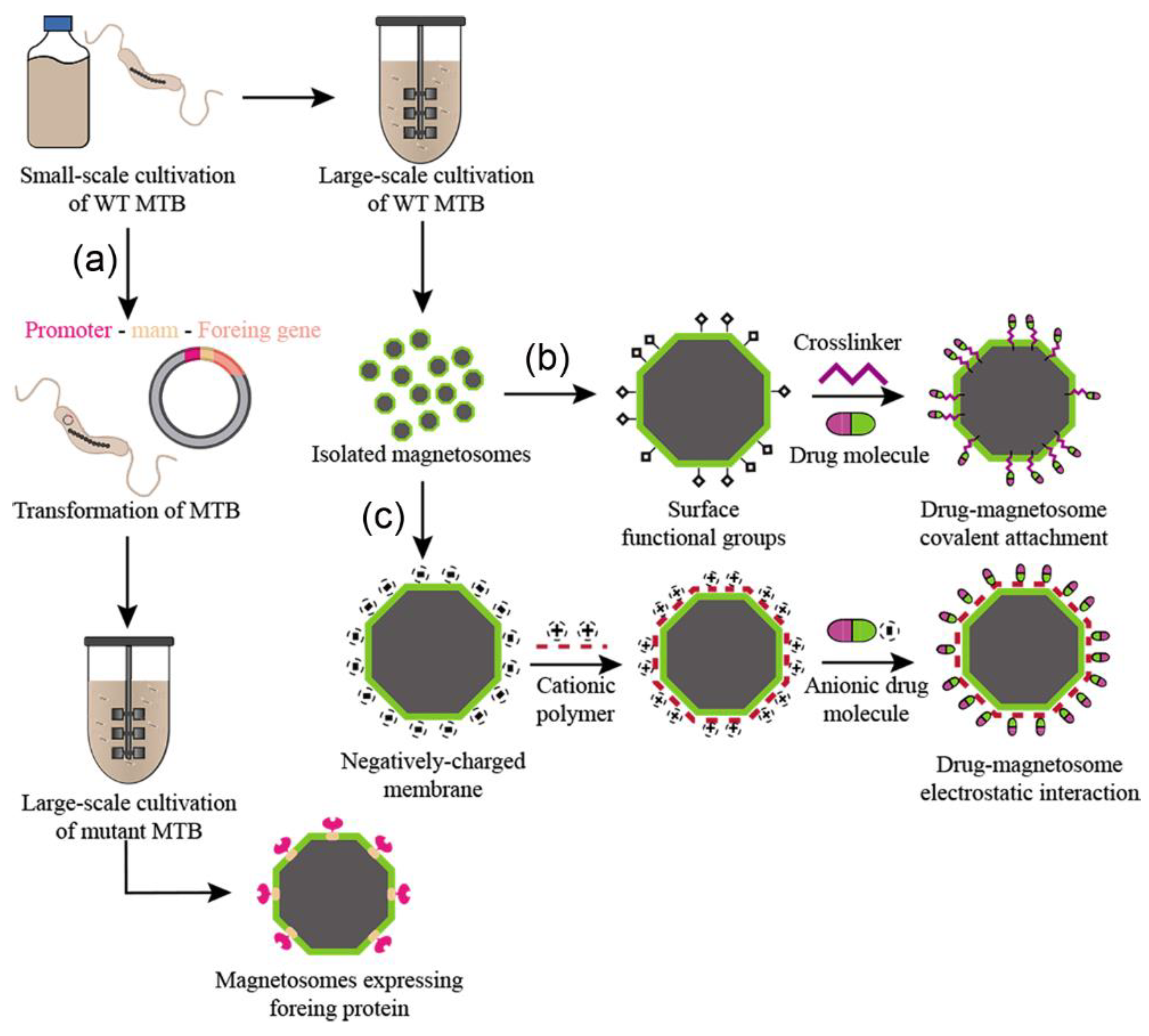 Marinedrugs 21 00060 g002 Marinedrugs 21 00060 g002
