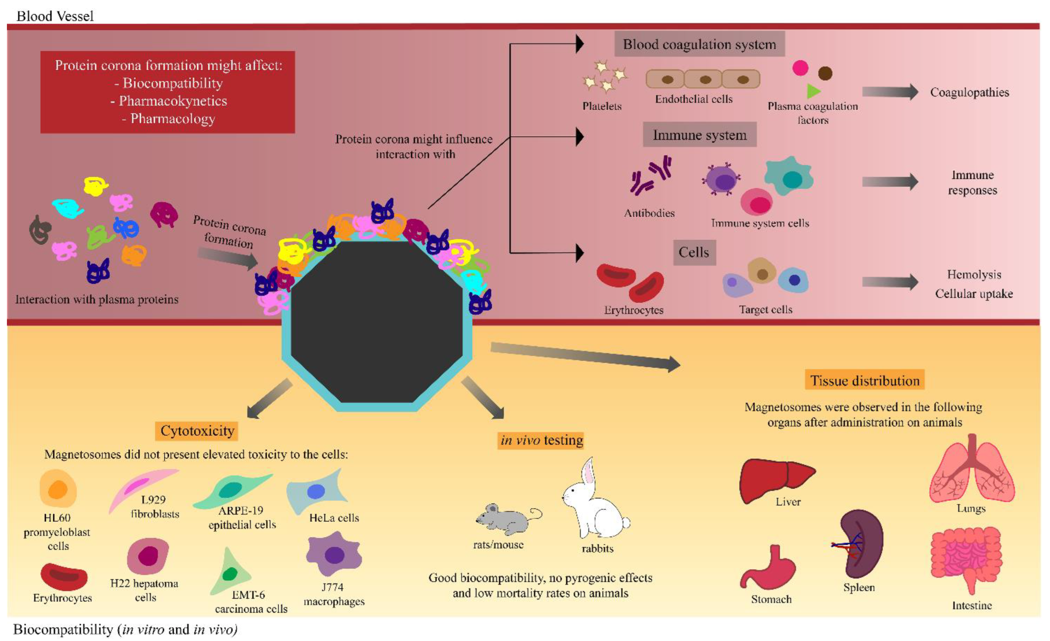 Marinedrugs 21 00060 g003 Marinedrugs 21 00060 g003