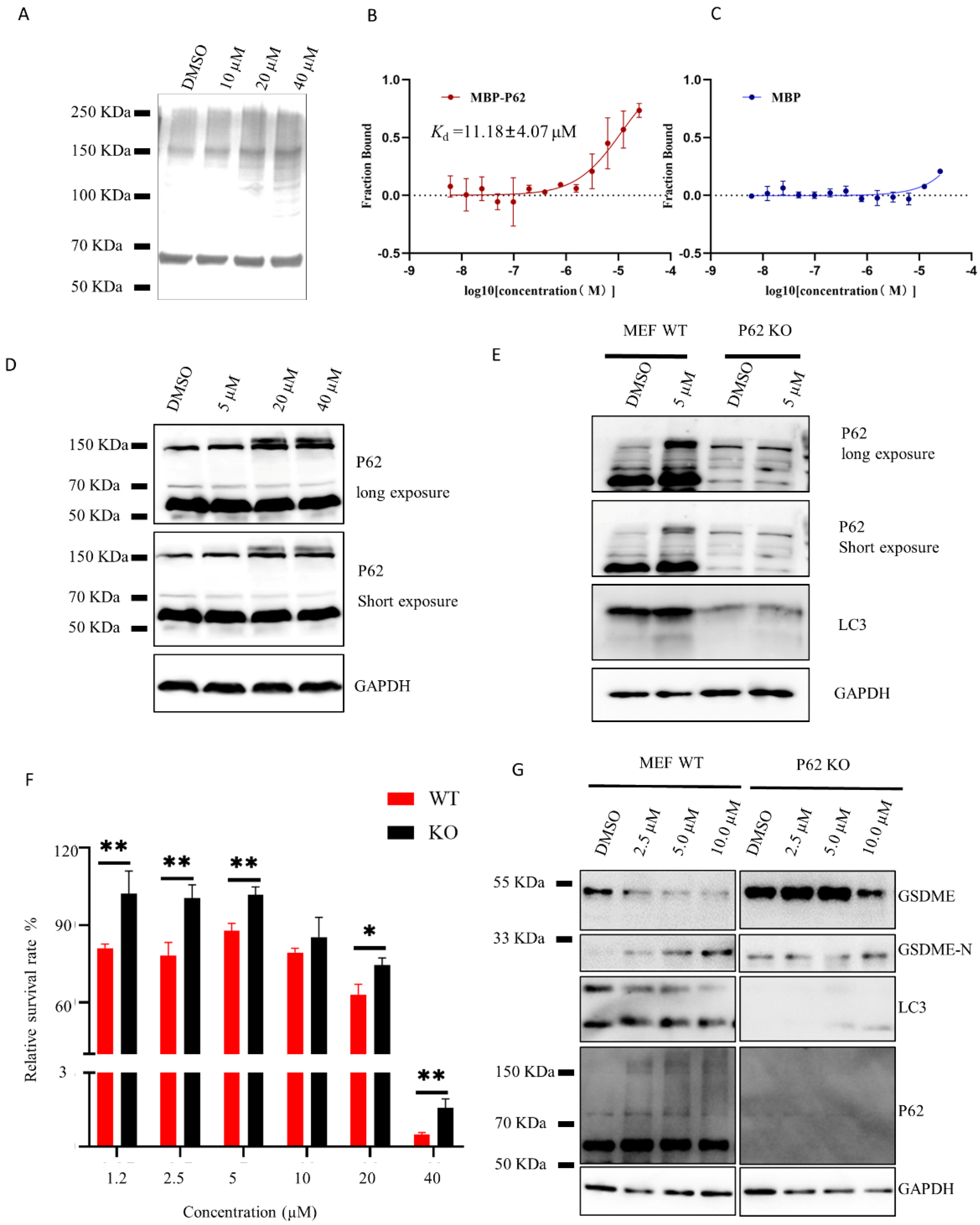 Marinedrugs 21 00068 g004 Marinedrugs 21 00068 g004
