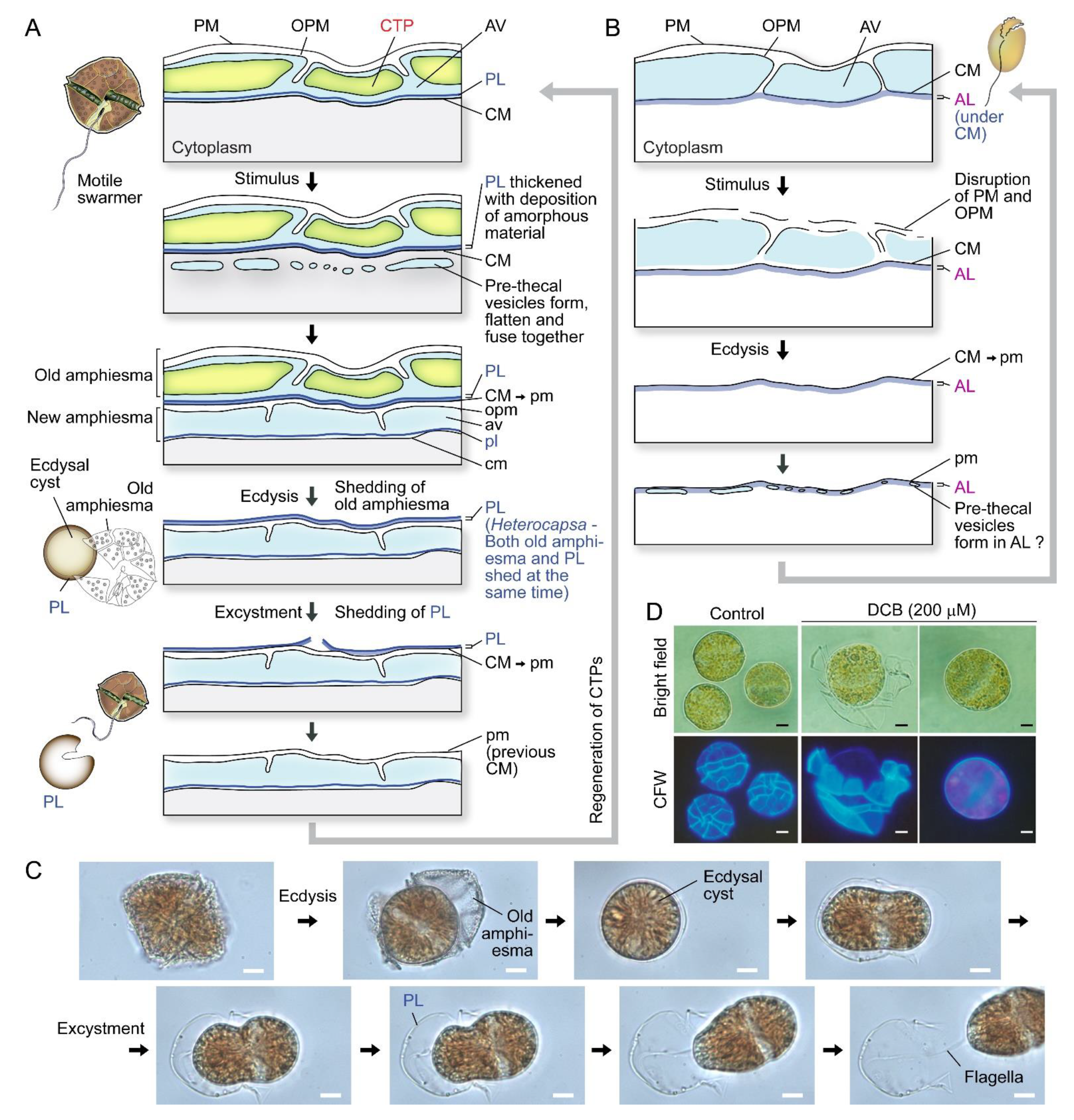 Marinedrugs 21 00070 g002 Marinedrugs 21 00070 g002
