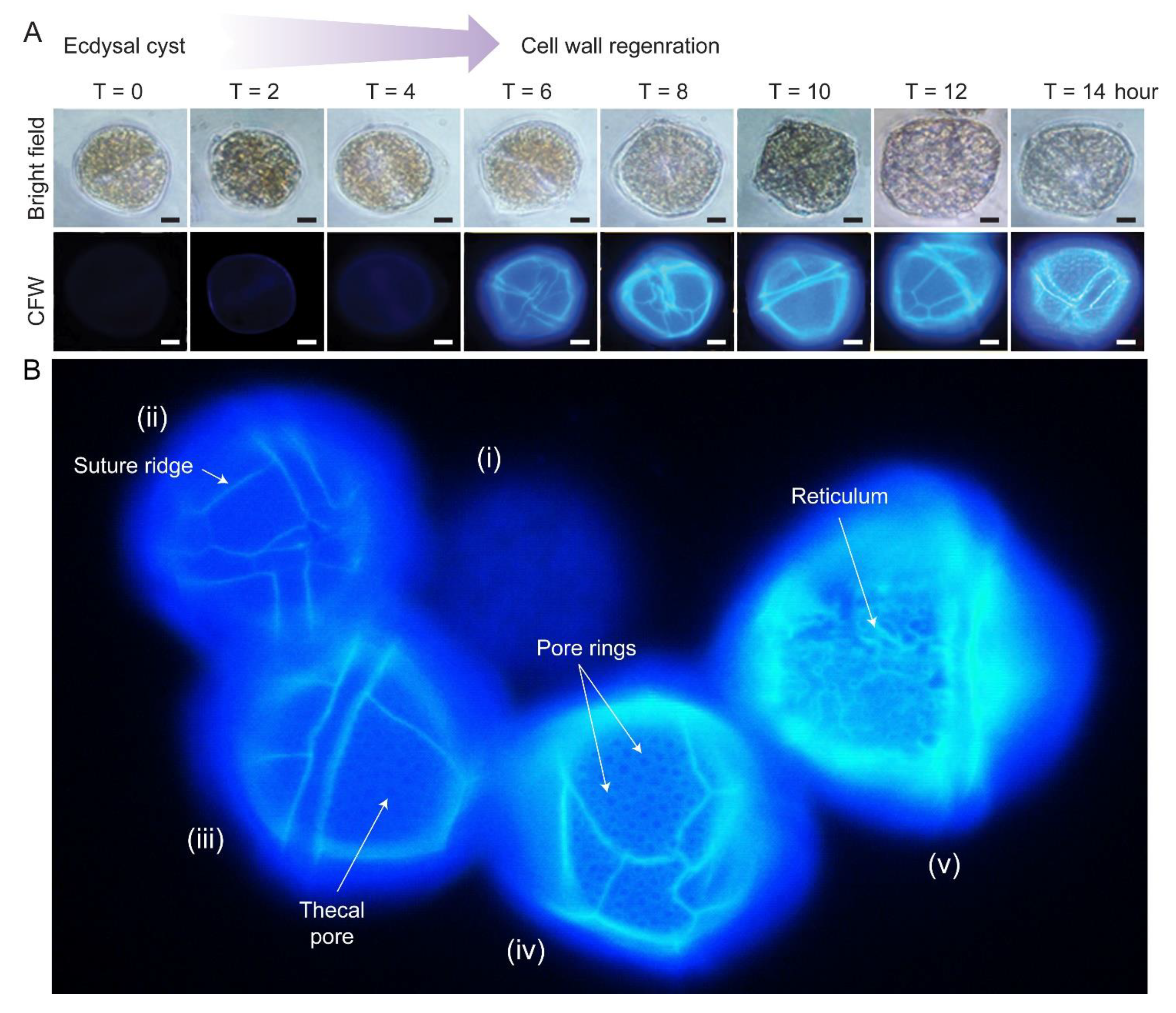 Marinedrugs 21 00070 g004 Marinedrugs 21 00070 g004