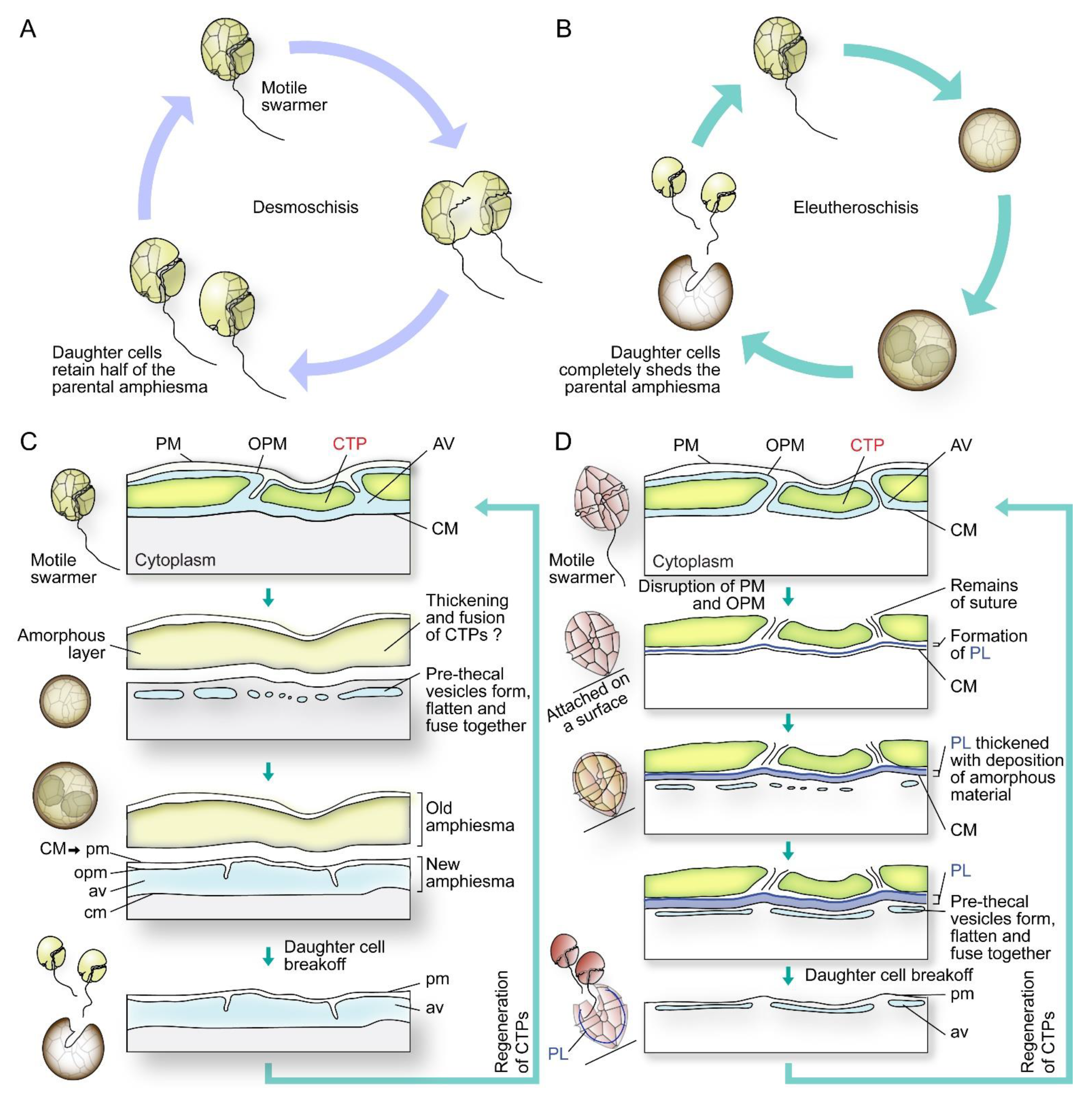 Marinedrugs 21 00070 g005 Marinedrugs 21 00070 g005