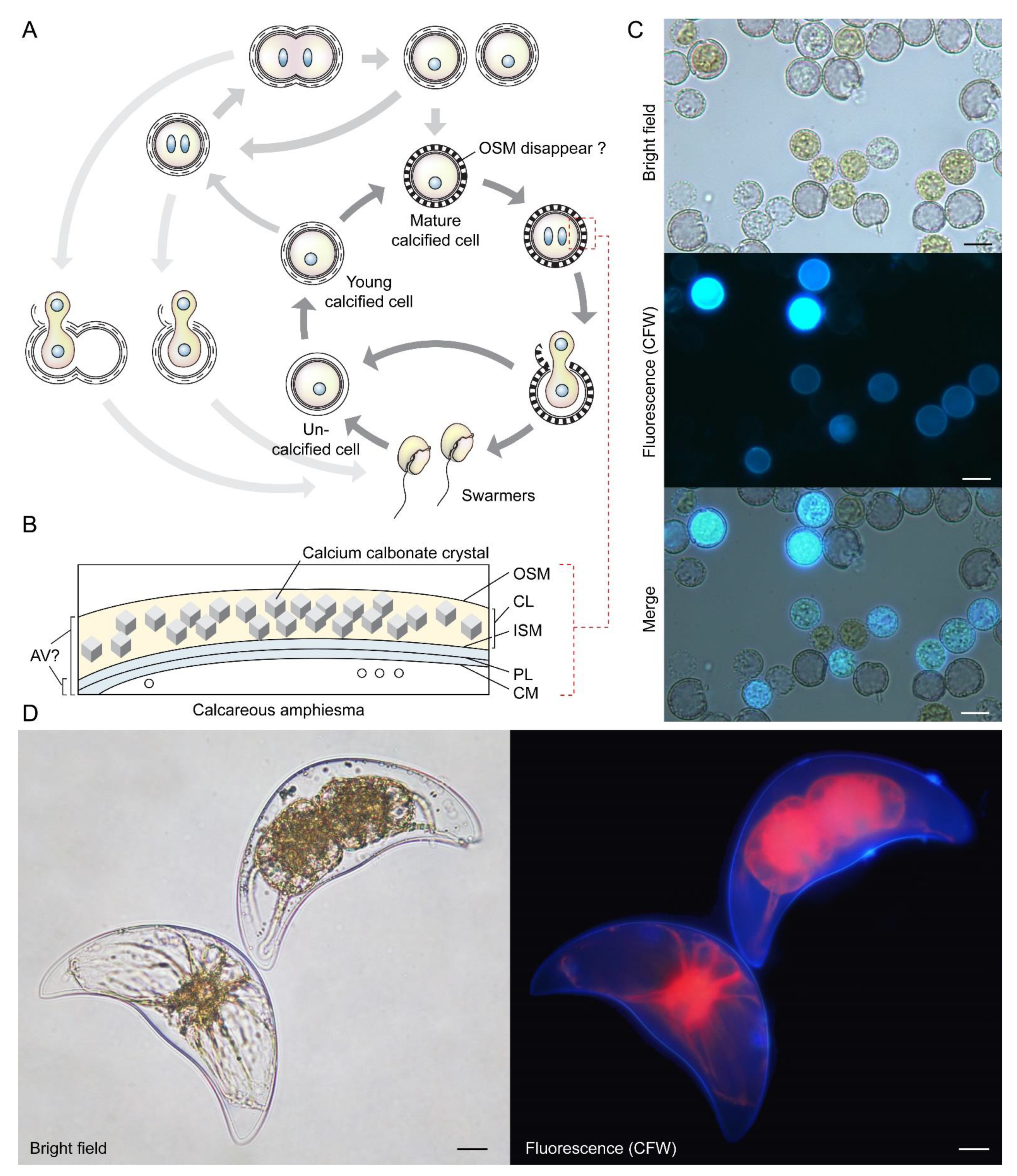 Marinedrugs 21 00070 g006 Marinedrugs 21 00070 g006