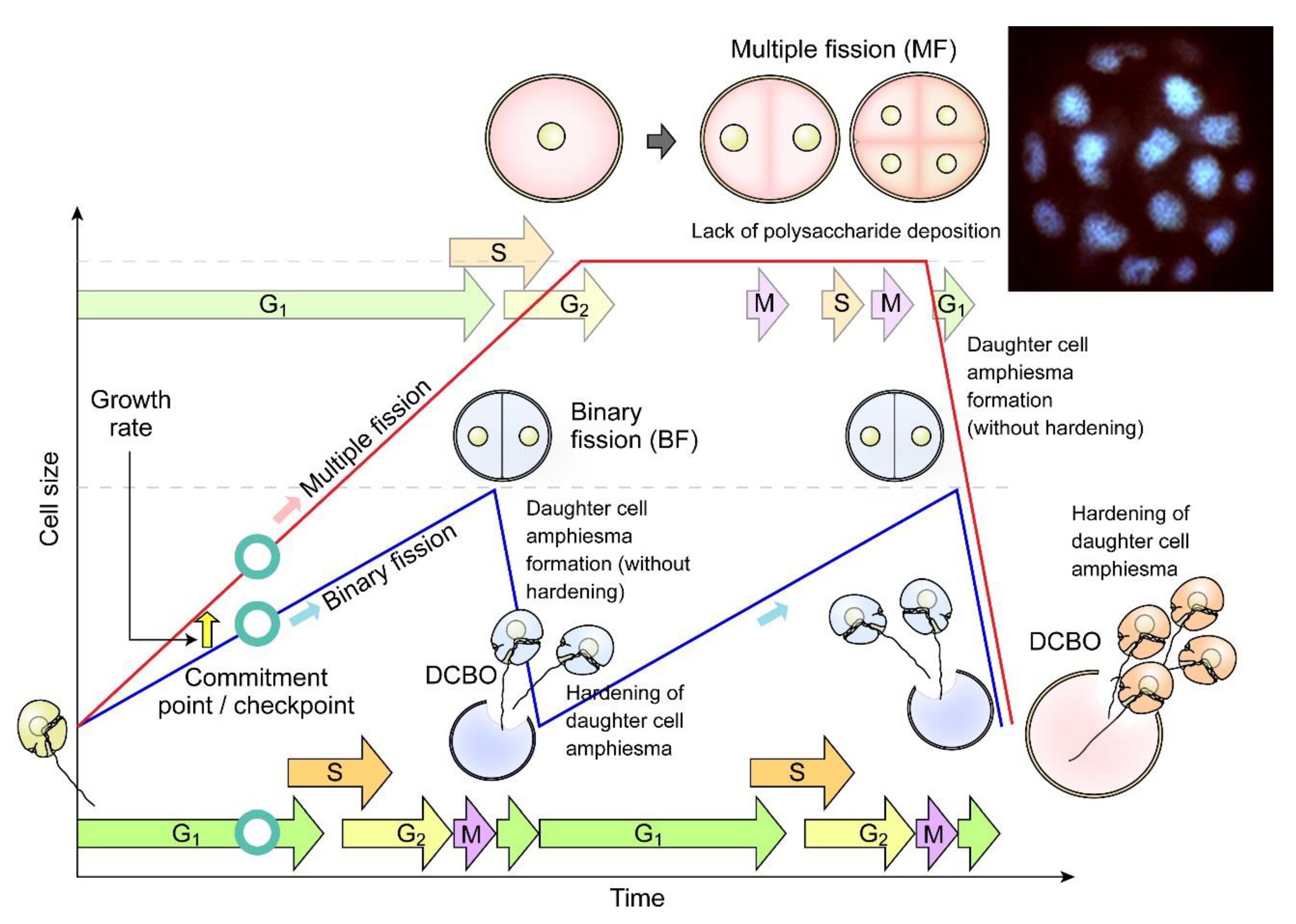Marinedrugs 21 00070 g007 Marinedrugs 21 00070 g007