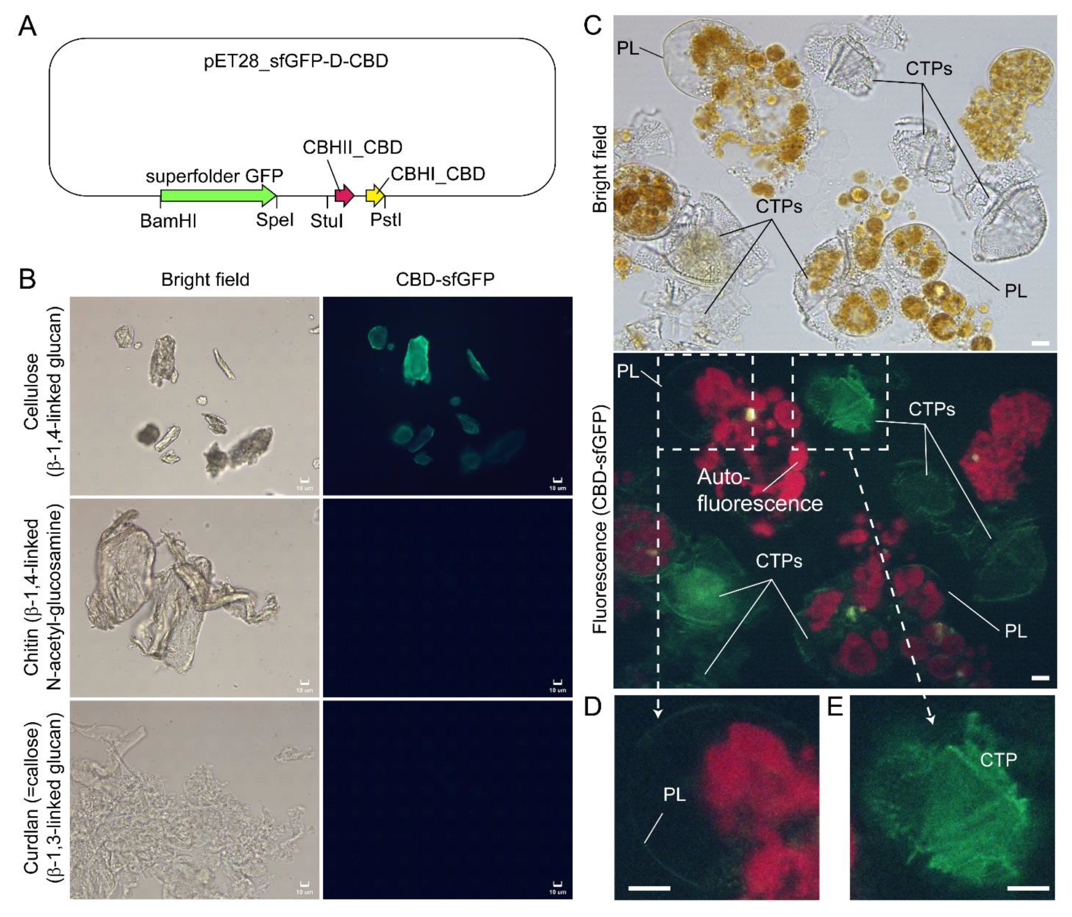 Marinedrugs 21 00070 g008 Marinedrugs 21 00070 g008