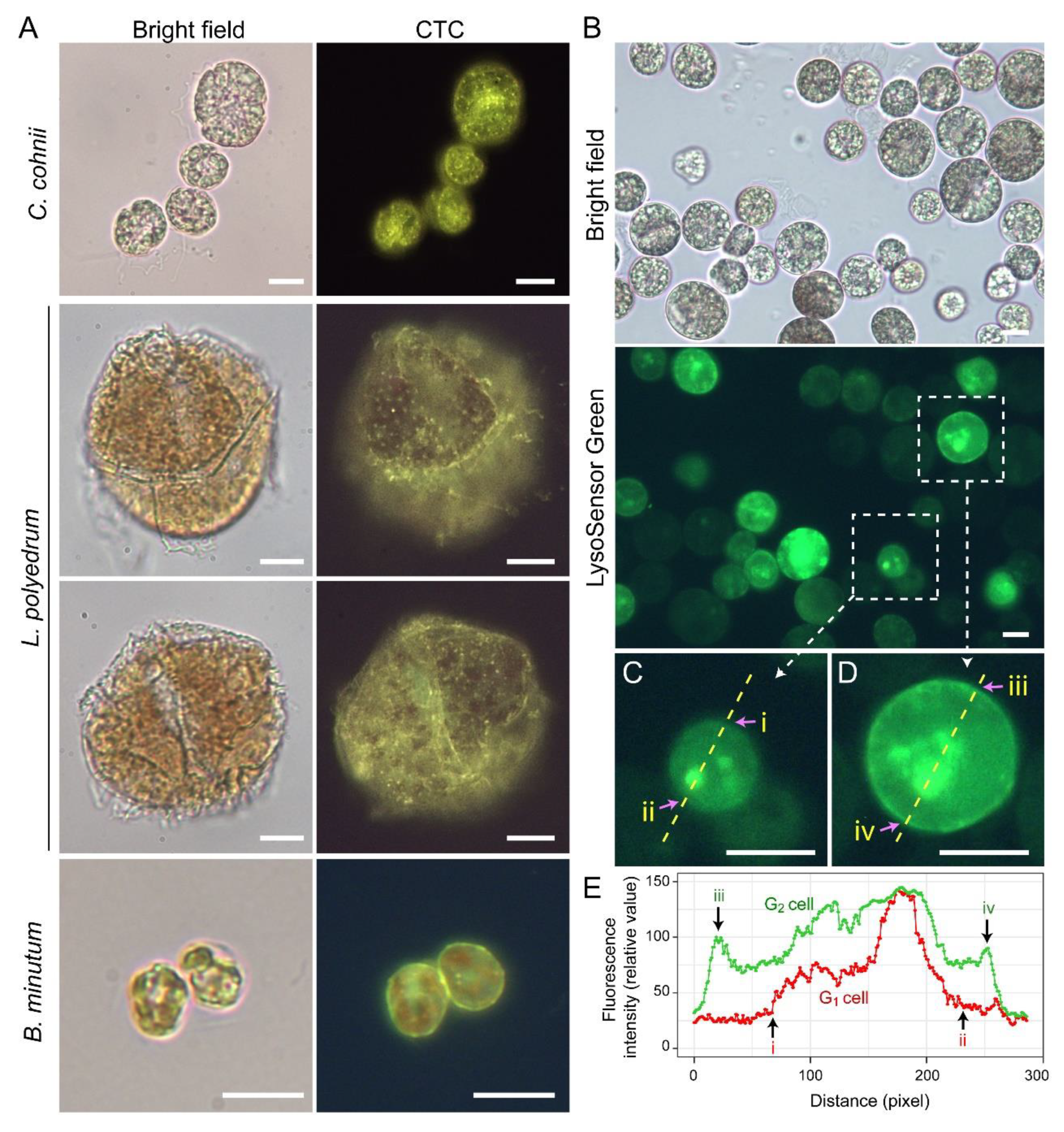Marinedrugs 21 00070 g010 Marinedrugs 21 00070 g010