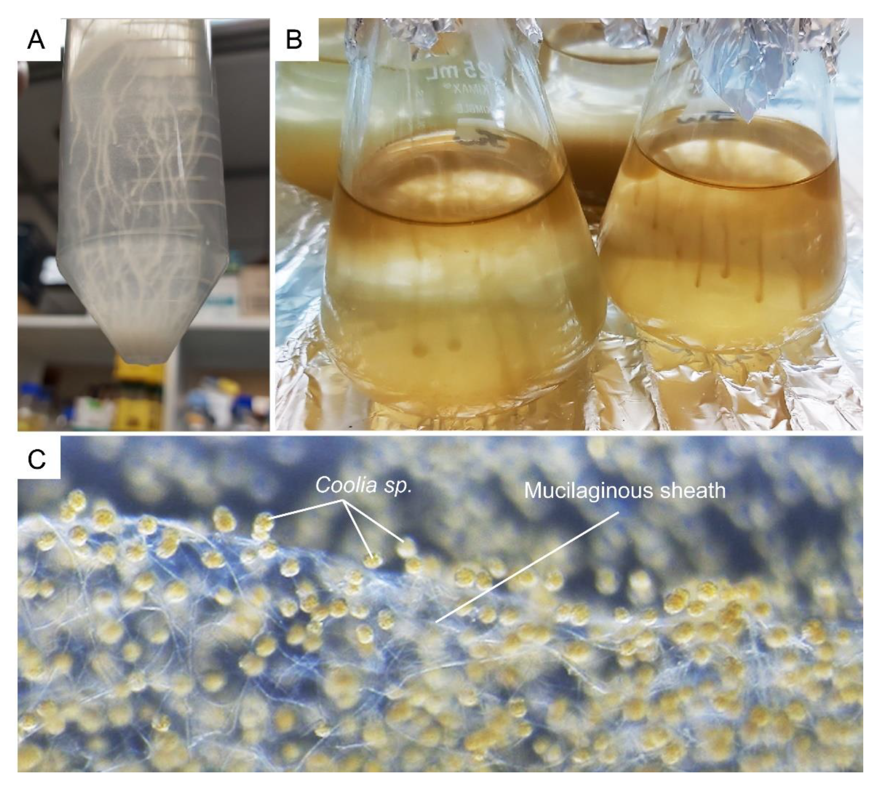 Marinedrugs 21 00070 g012 Marinedrugs 21 00070 g012