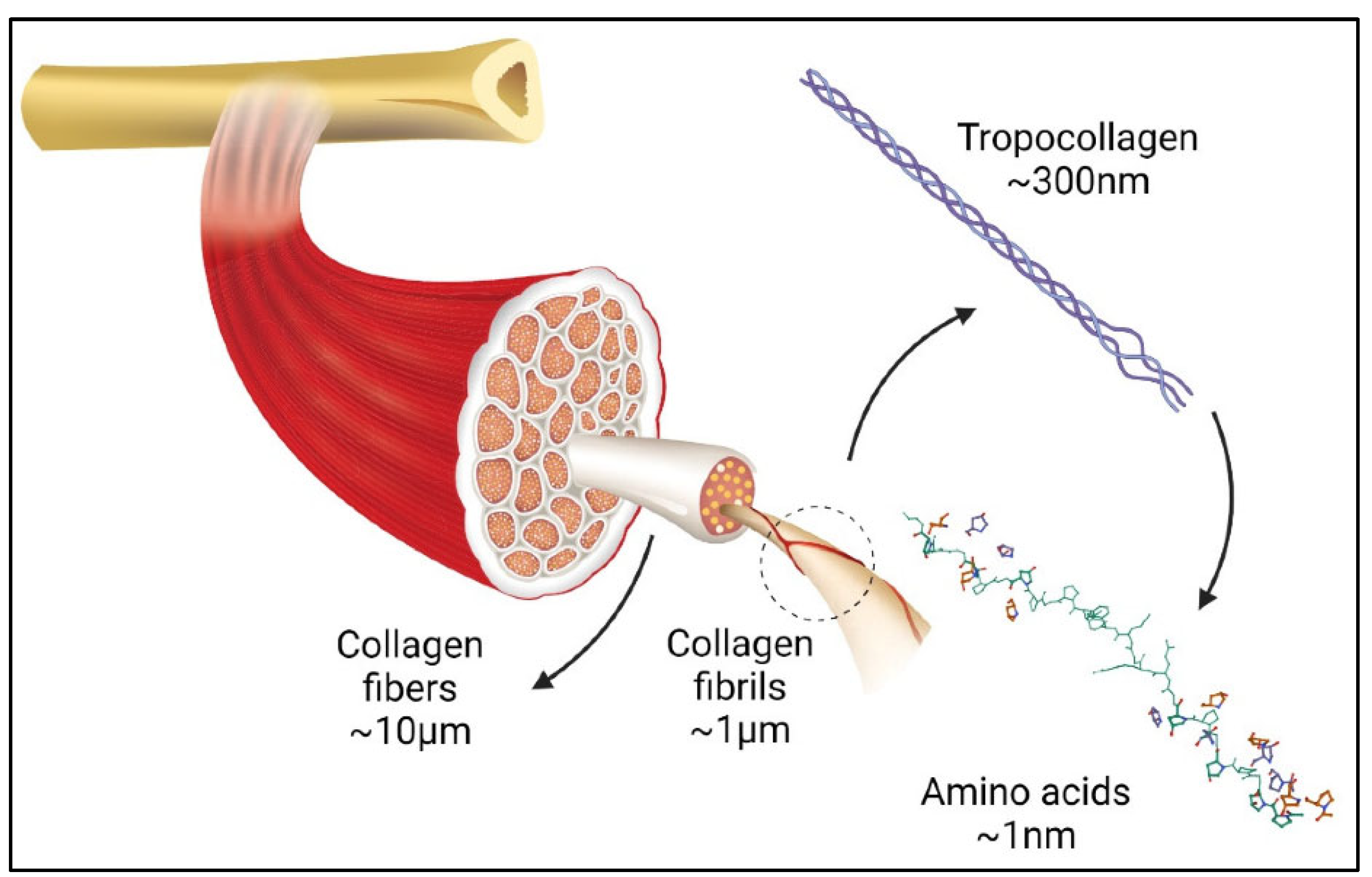 Marinedrugs 21 00087 g003 Marinedrugs 21 00087 g003