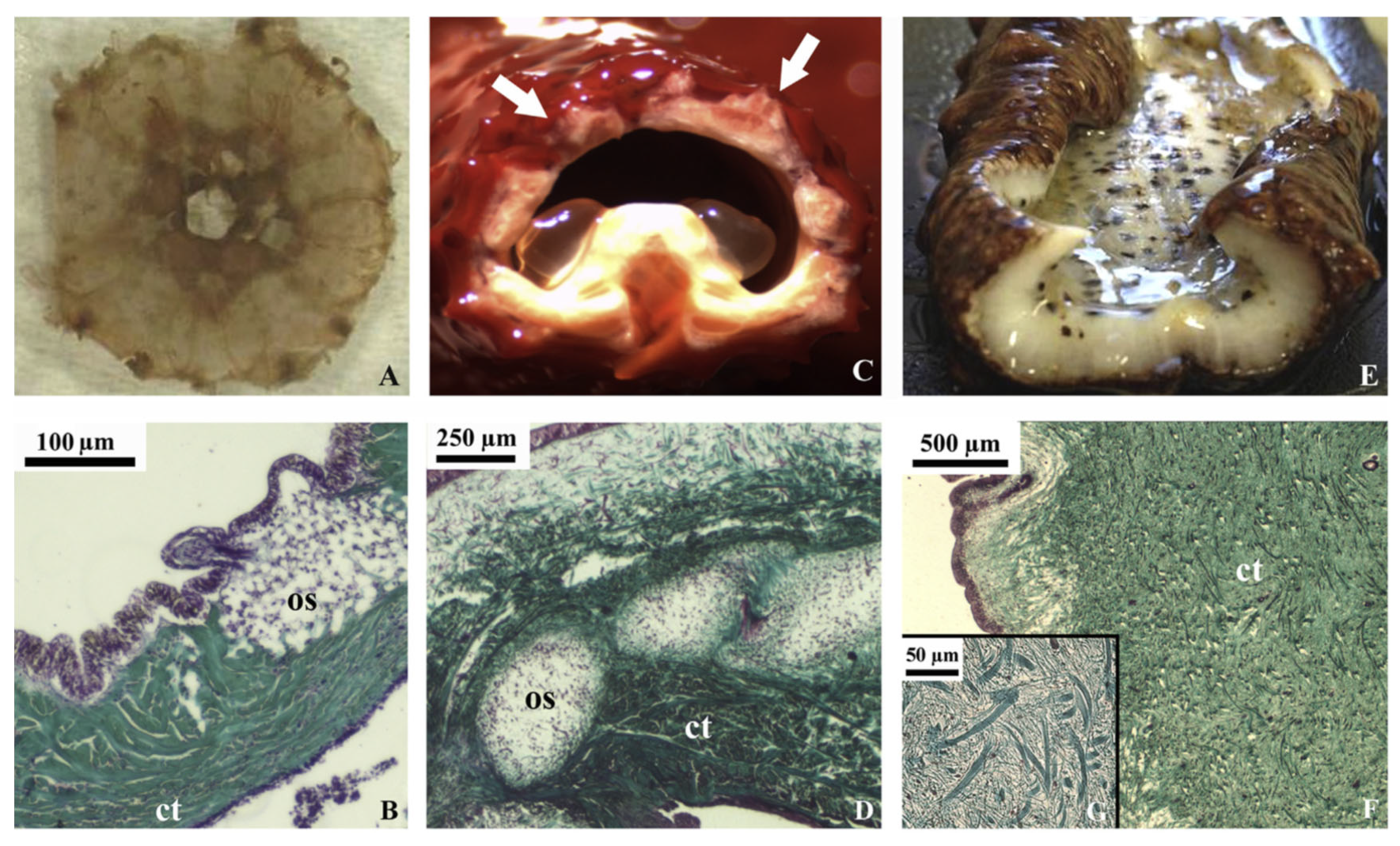 Marinedrugs 21 00087 g004 Marinedrugs 21 00087 g004