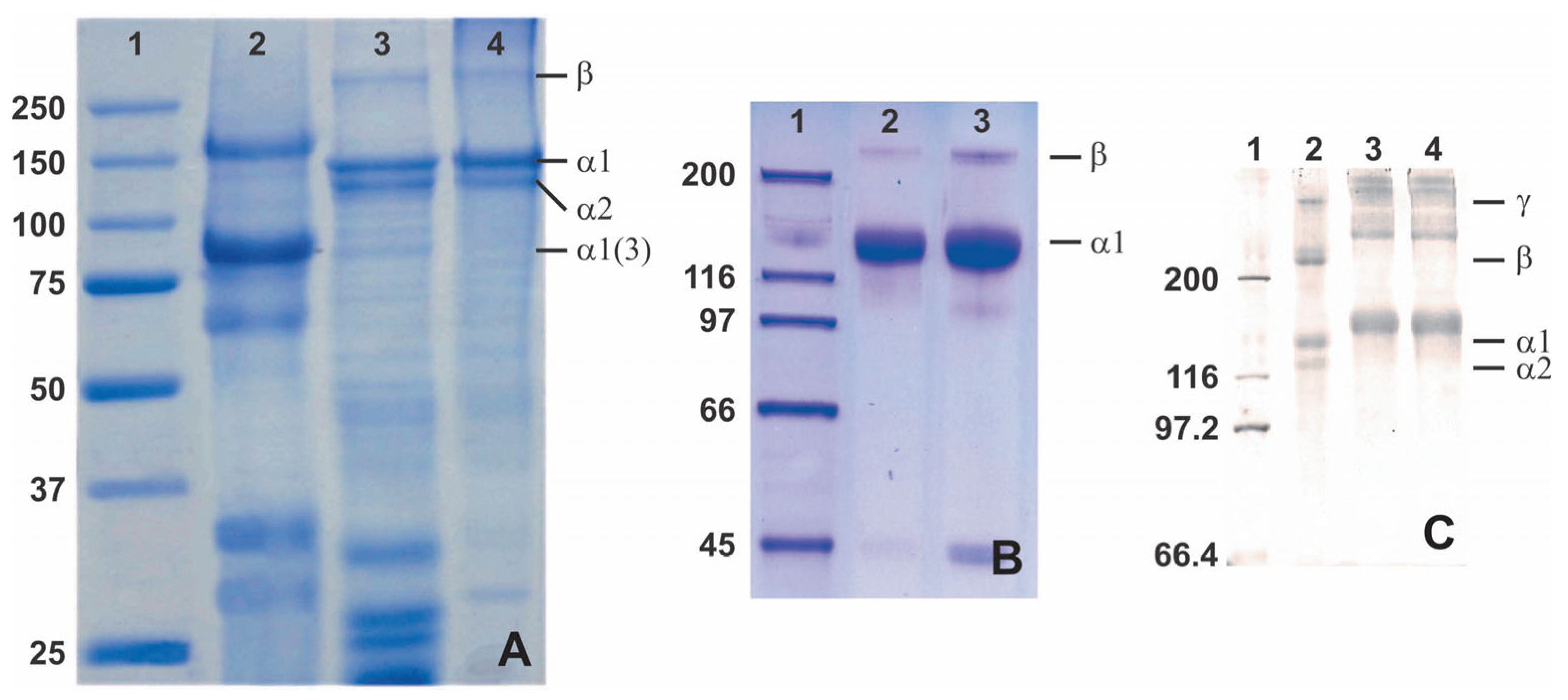 Marinedrugs 21 00087 g005 Marinedrugs 21 00087 g005