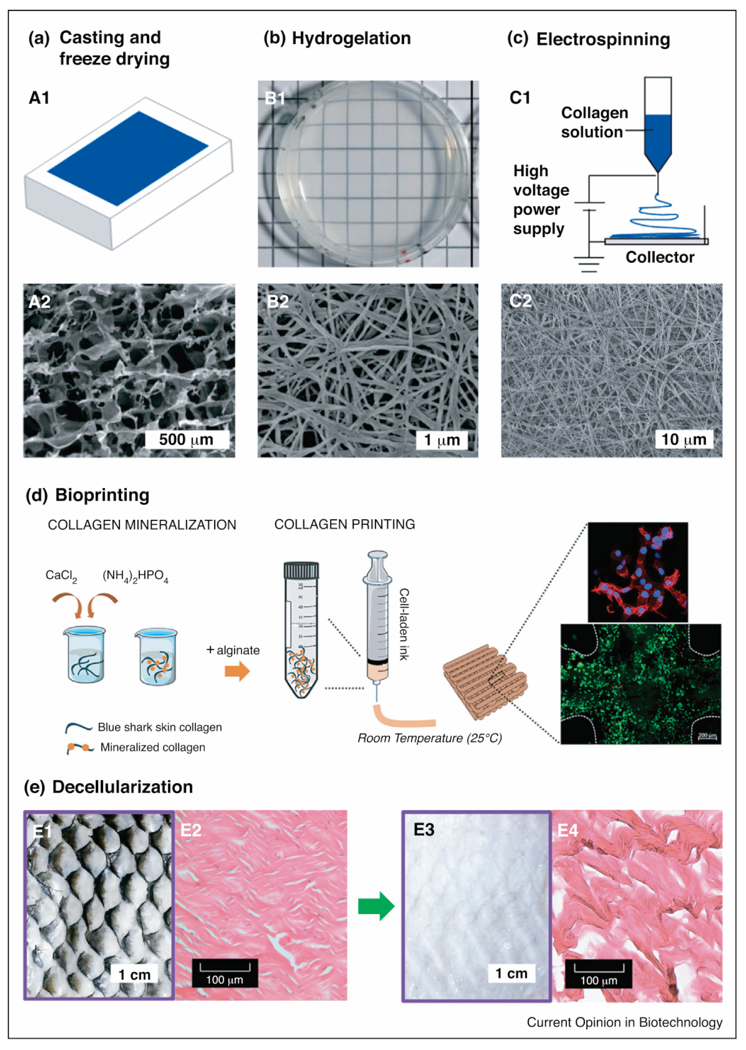 Marinedrugs 21 00087 g008 Marinedrugs 21 00087 g008