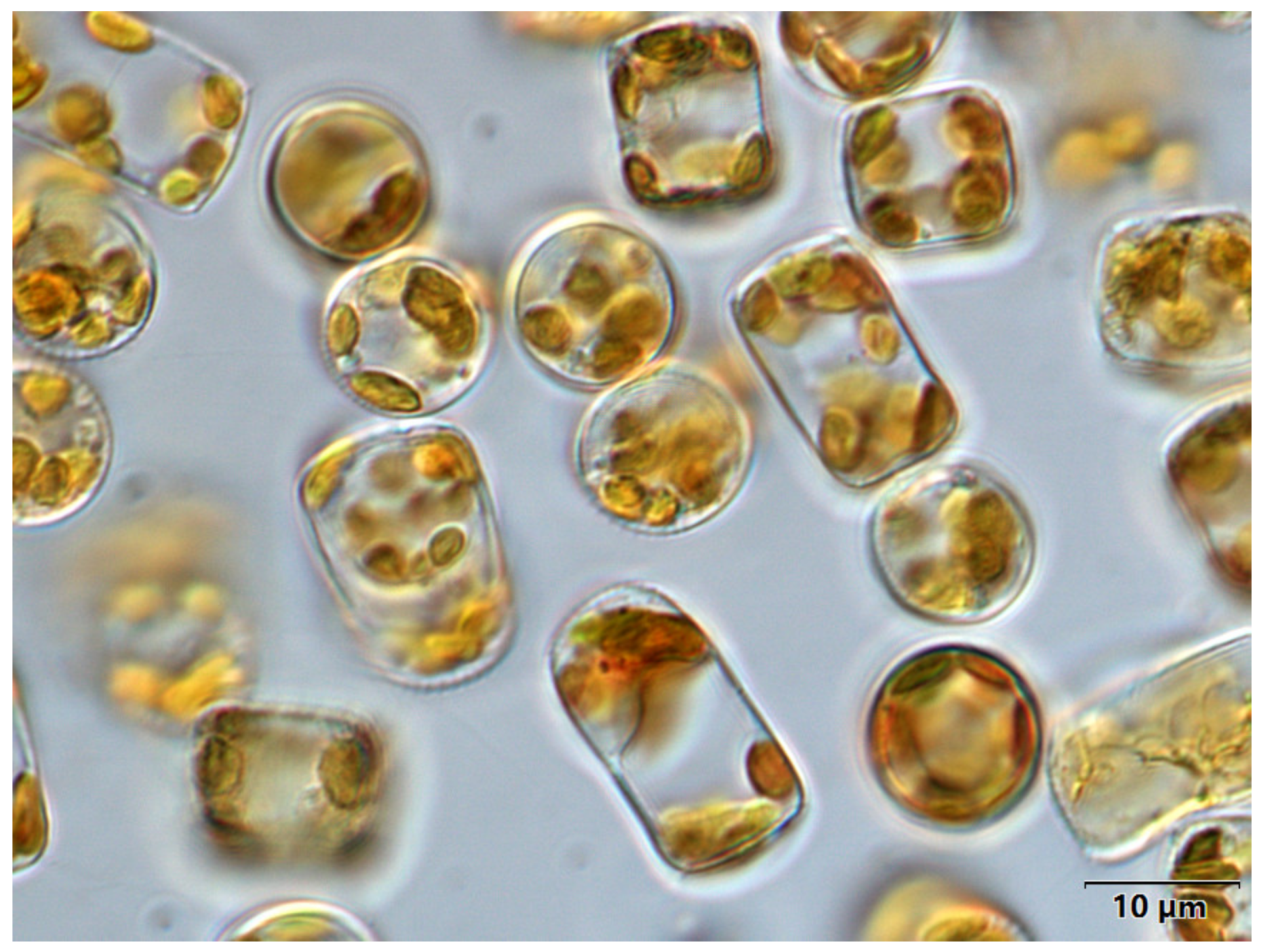 Marinedrugs 21 00106 g007 Marinedrugs 21 00106 g007