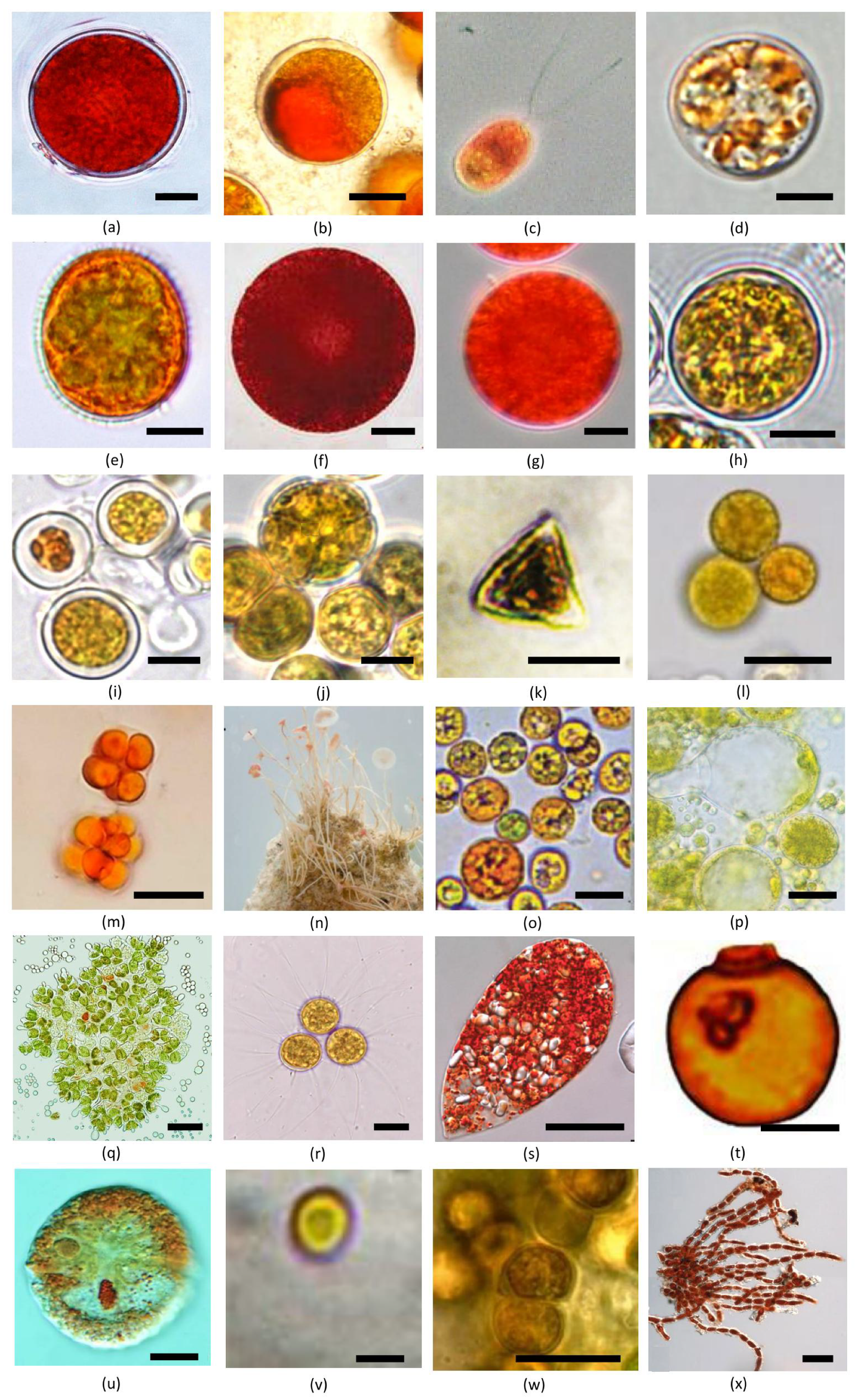 Marinedrugs 21 00108 g004 Marinedrugs 21 00108 g004