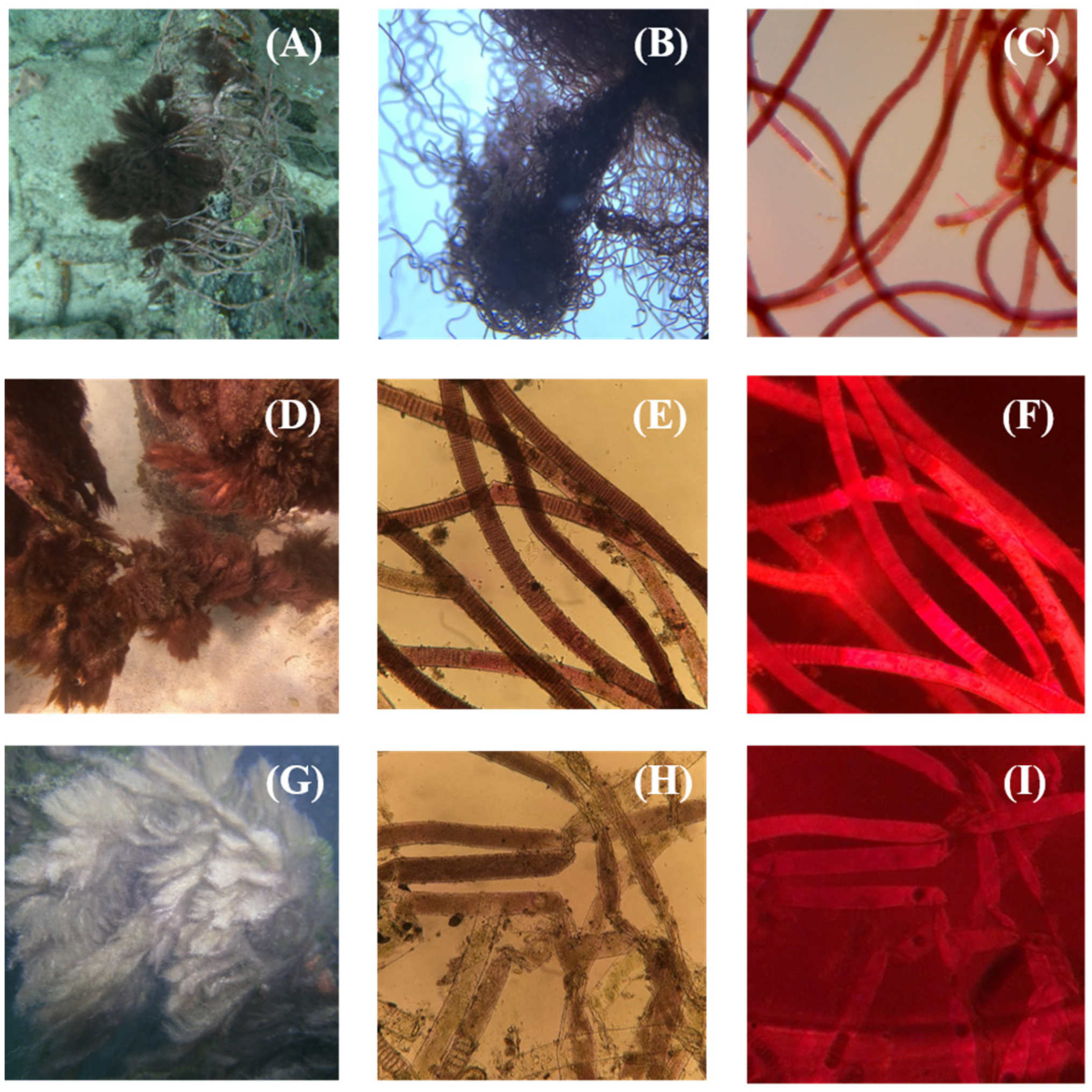 Marinedrugs 21 00110 g002 550