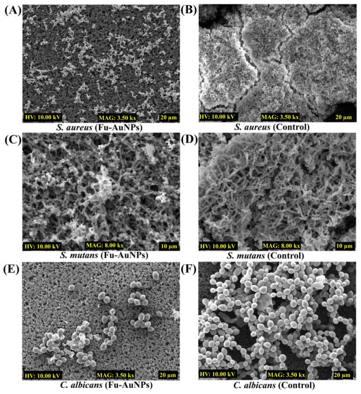 Marinedrugs 21 00123 g006 Marinedrugs 21 00123 g006