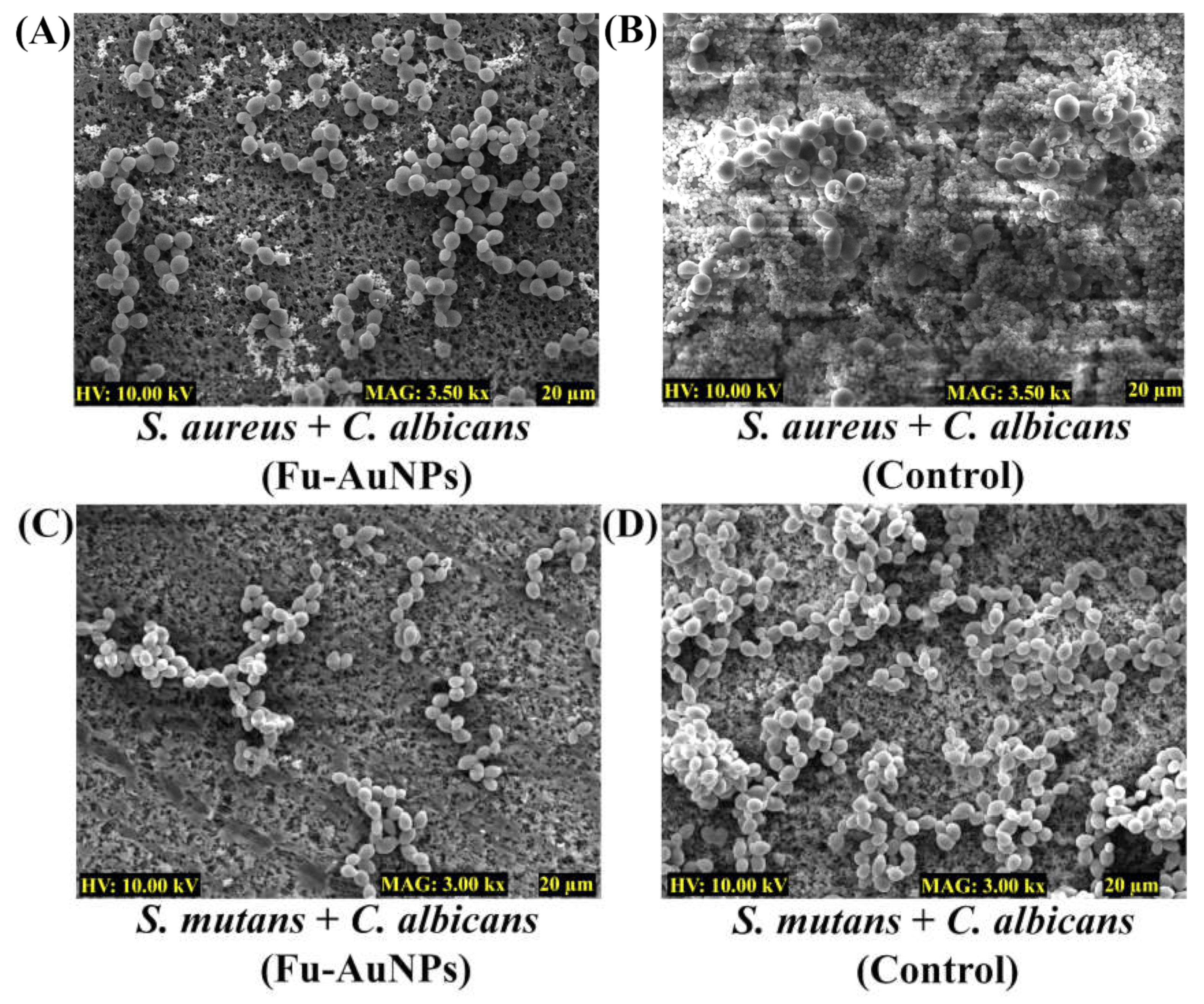 Marinedrugs 21 00123 g007 Marinedrugs 21 00123 g007