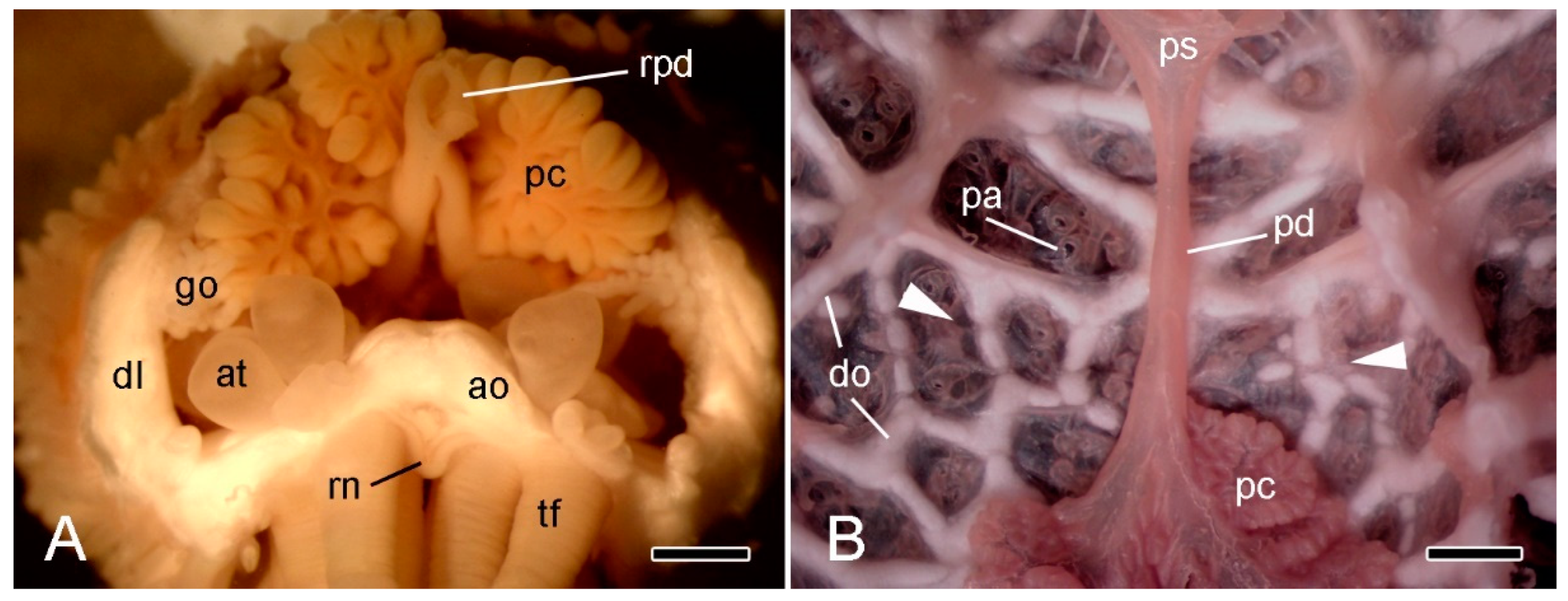 Marinedrugs 21 00138 g003 Marinedrugs 21 00138 g003