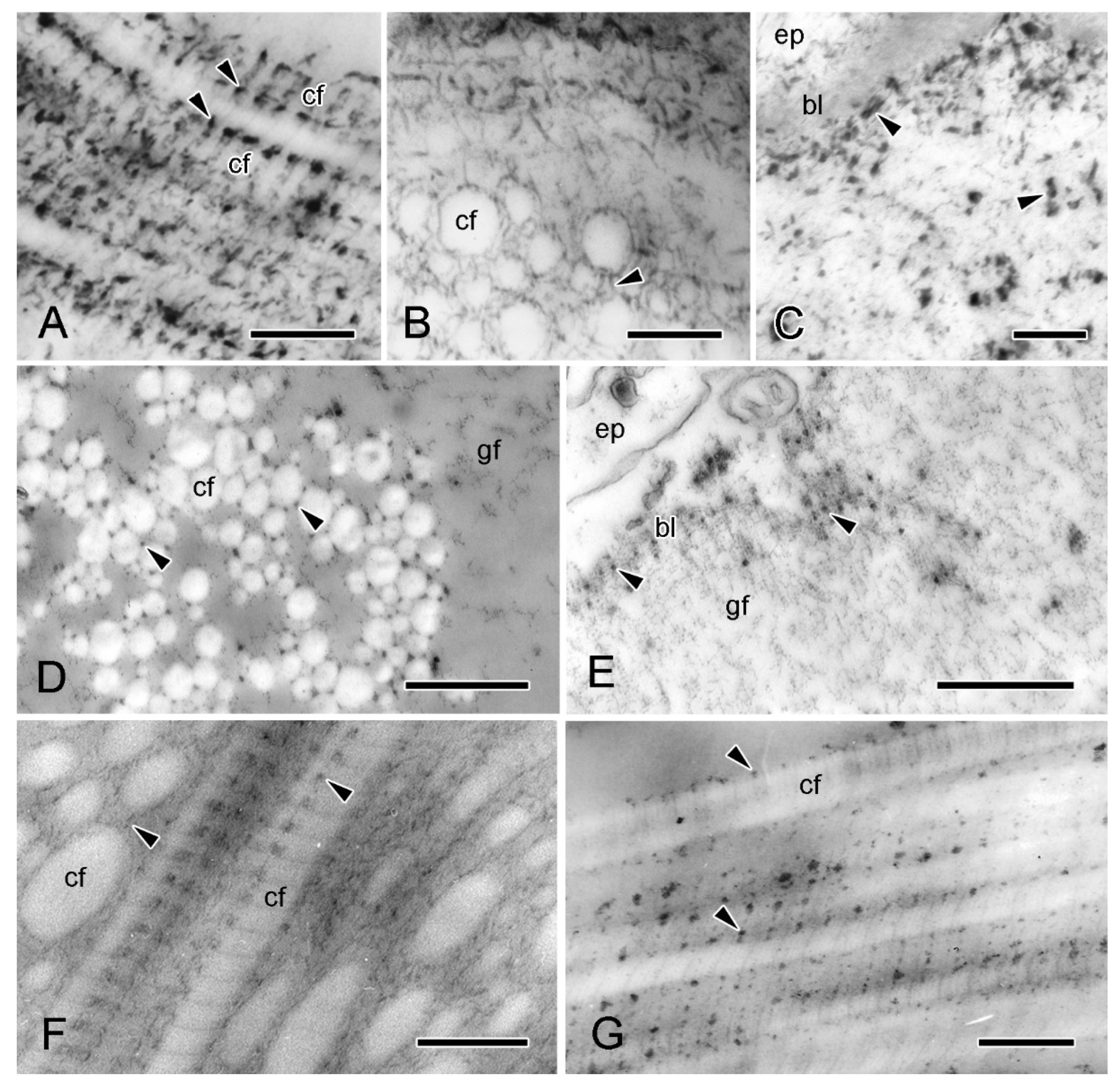 Marinedrugs 21 00138 g006 Marinedrugs 21 00138 g006