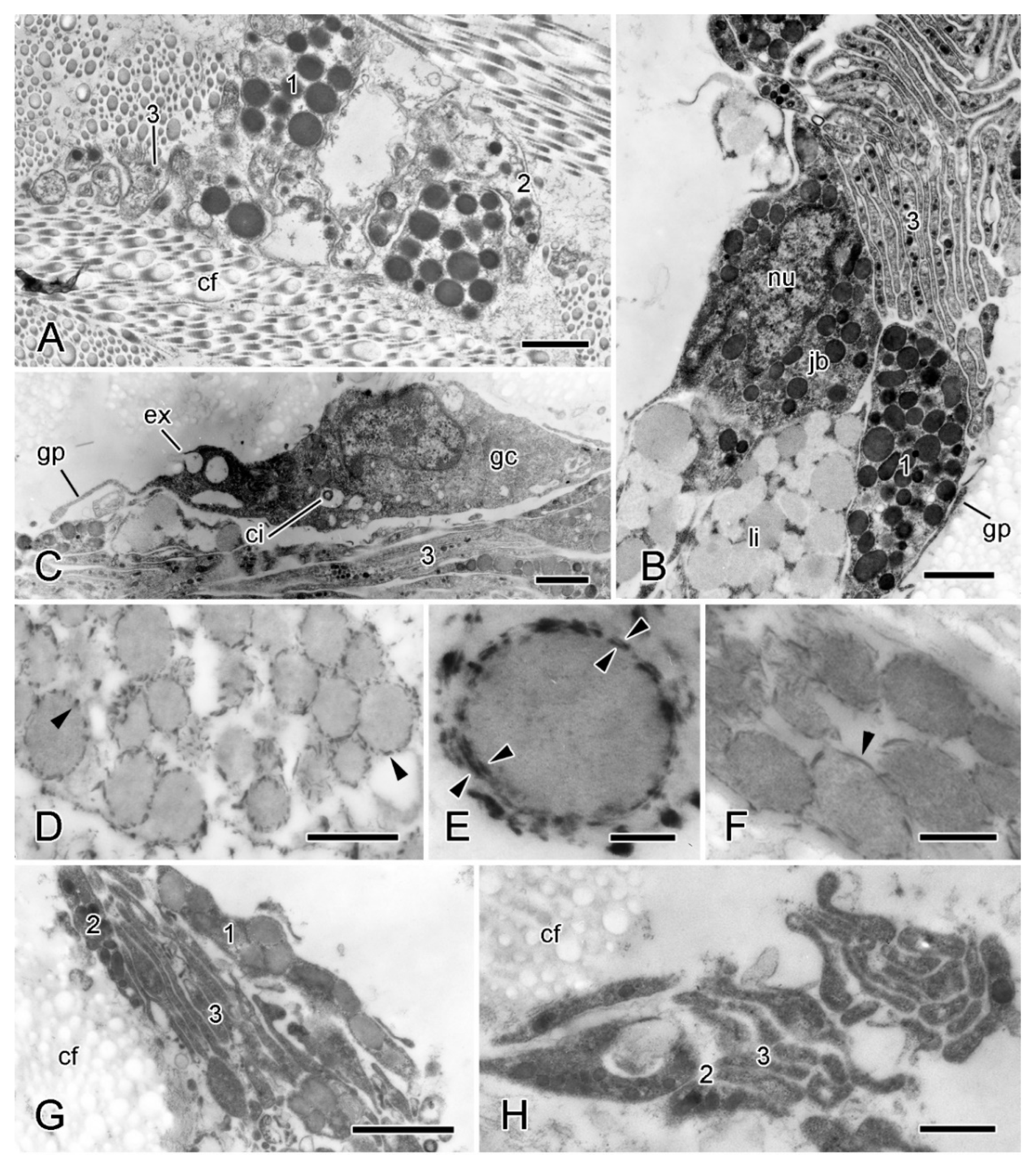 Marinedrugs 21 00138 g007 Marinedrugs 21 00138 g007