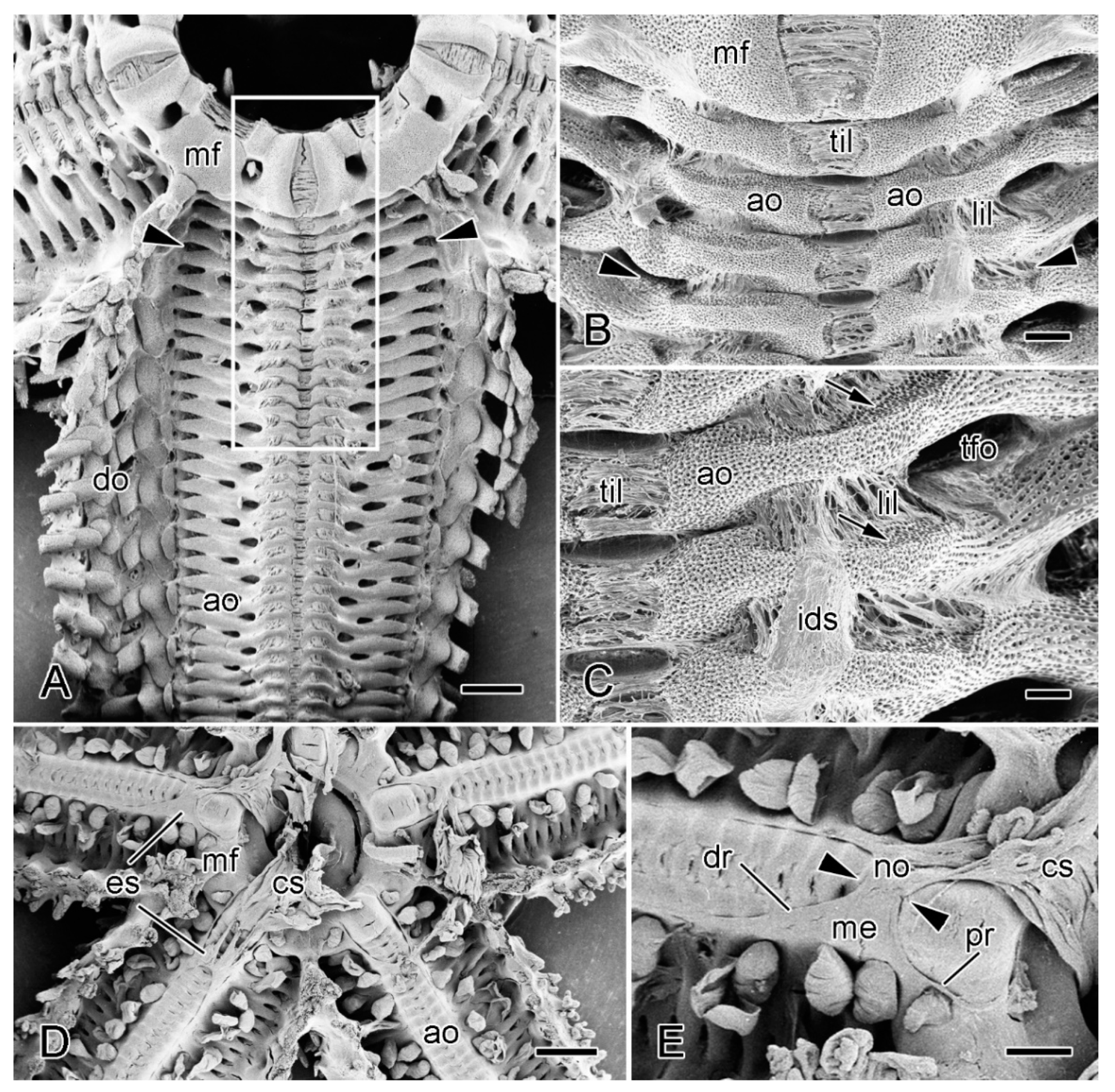 Marinedrugs 21 00138 g008 Marinedrugs 21 00138 g008