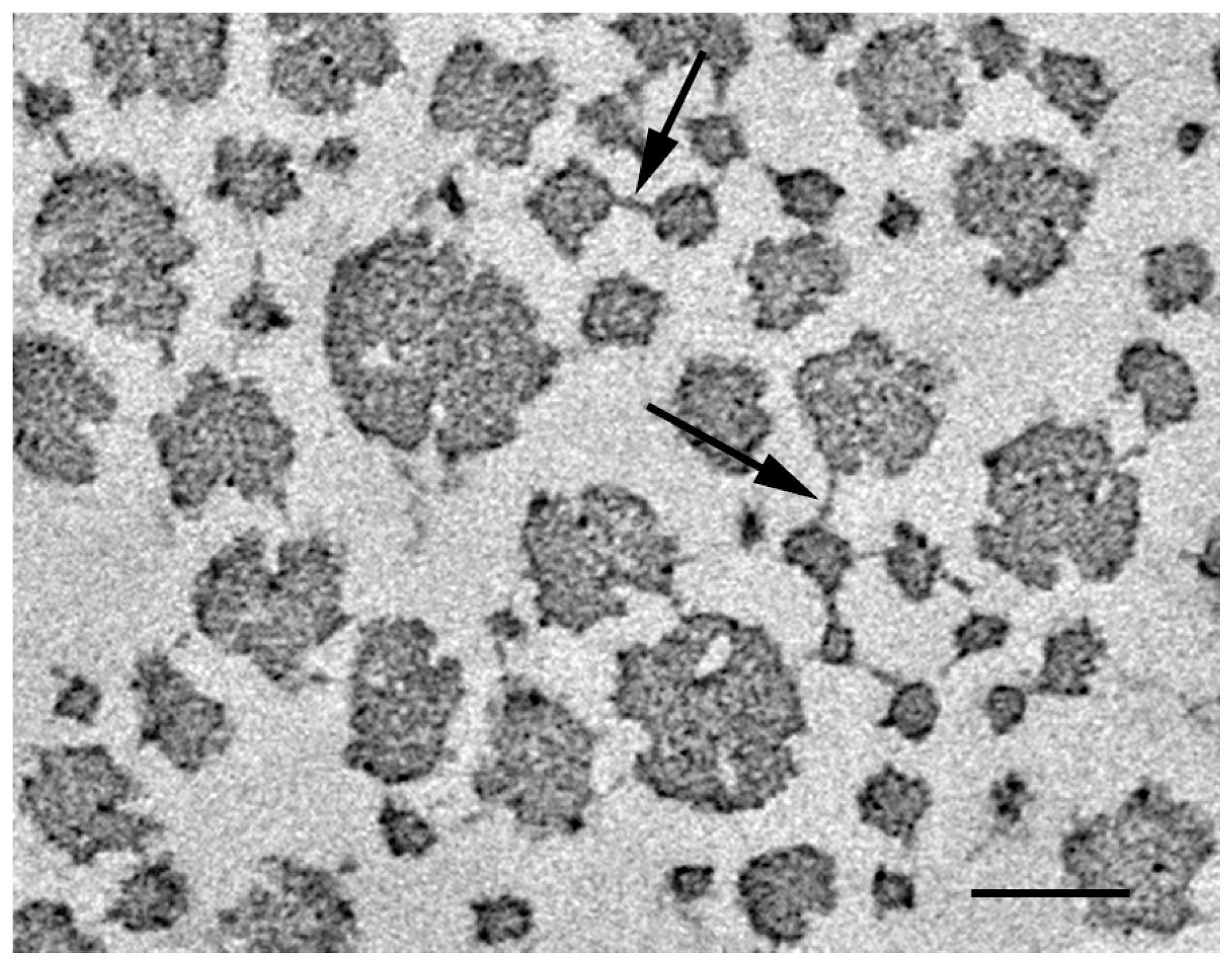 Marinedrugs 21 00140 g003 Marinedrugs 21 00140 g003