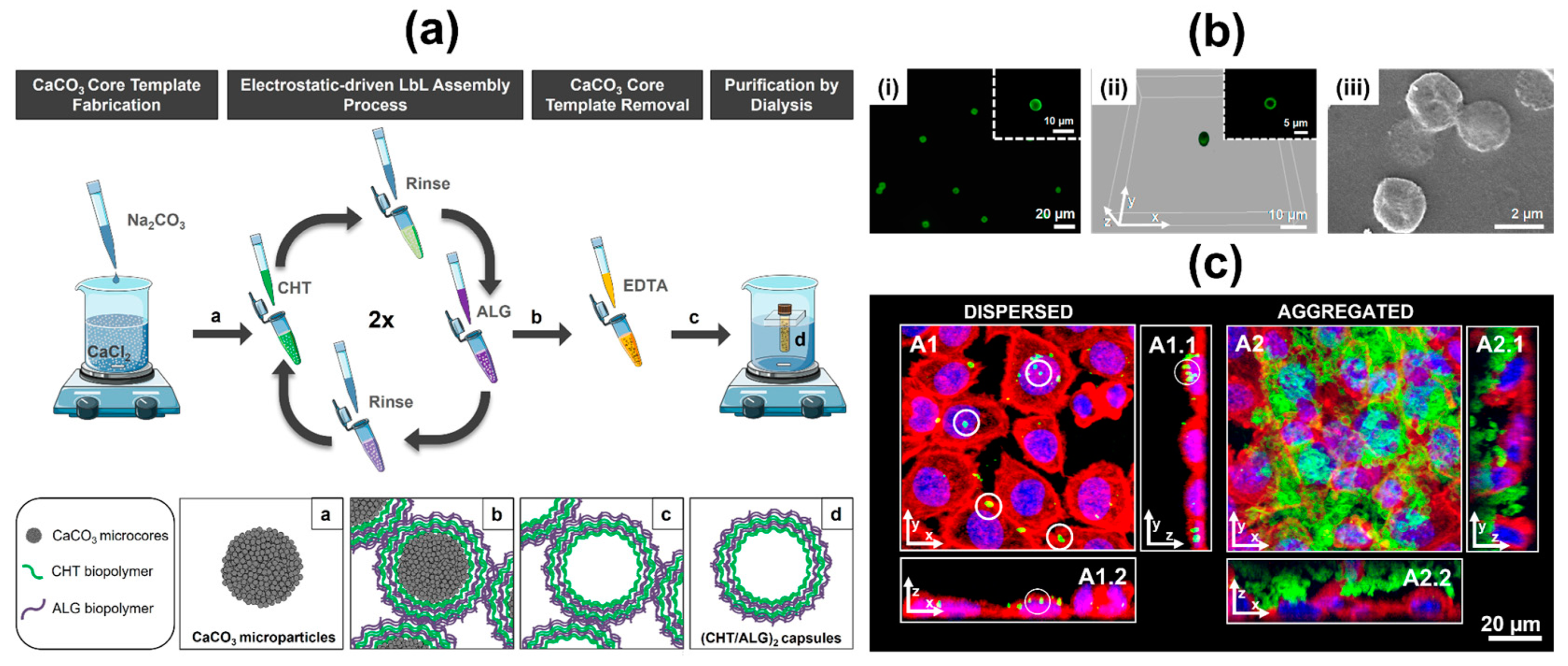 Marinedrugs 21 00147 g017