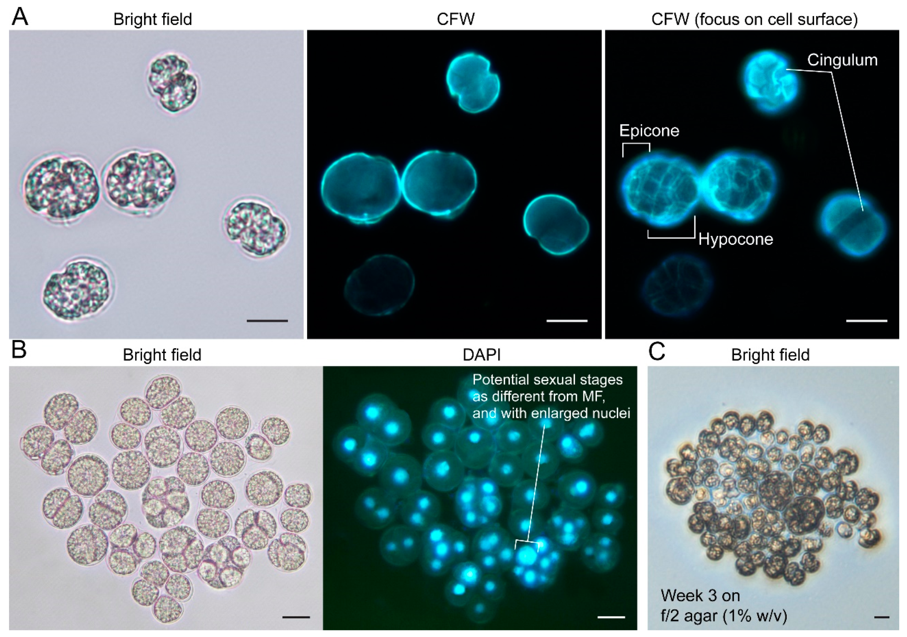 Marinedrugs 21 00162 g004 Marinedrugs 21 00162 g004