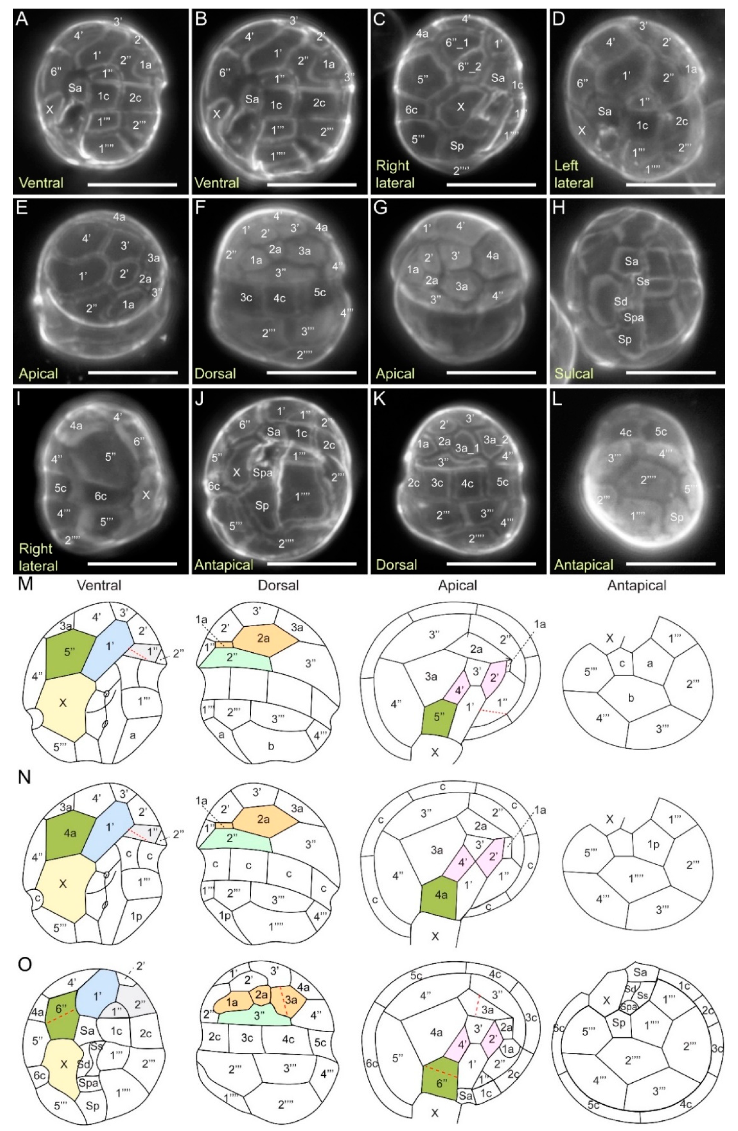 Marinedrugs 21 00162 g007 Marinedrugs 21 00162 g007