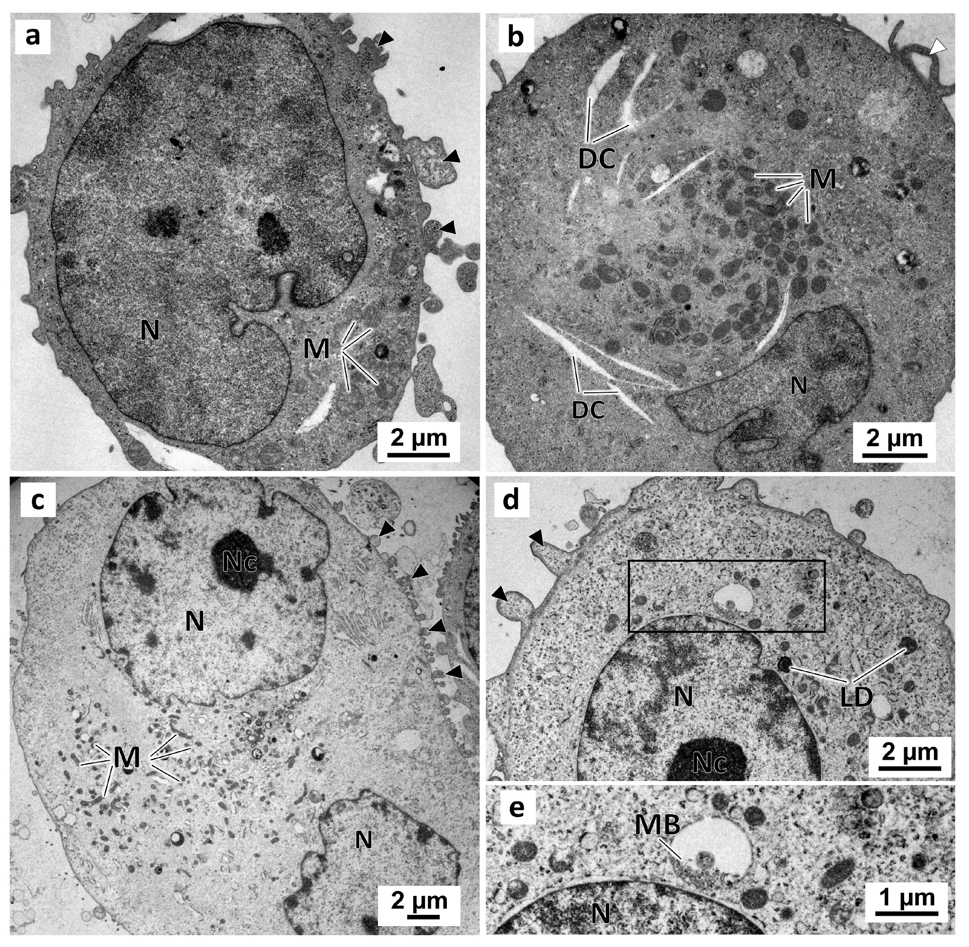 Marinedrugs 21 00166 g009 Marinedrugs 21 00166 g009