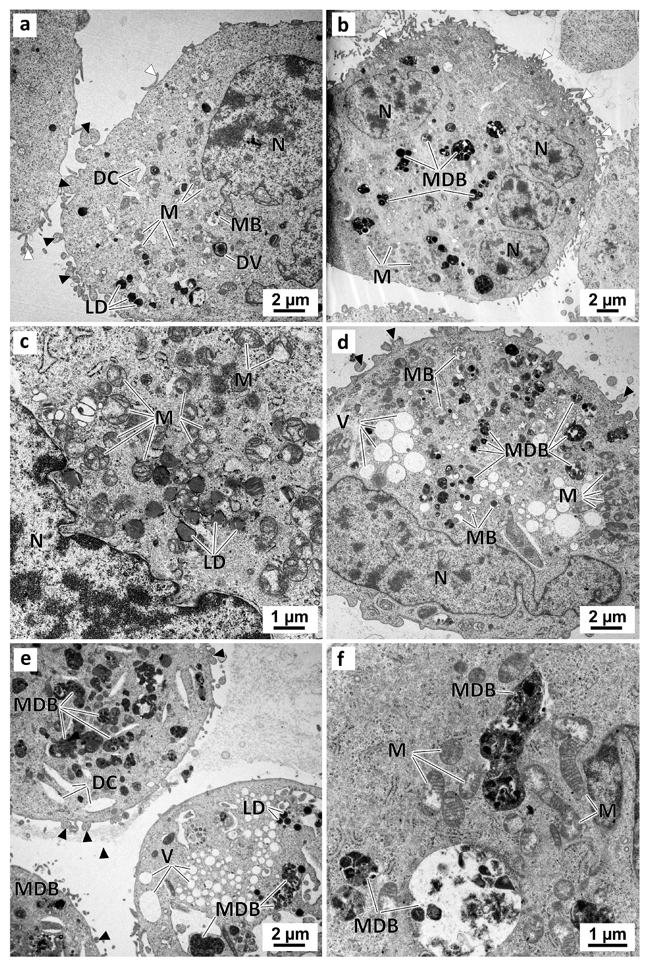 Marinedrugs 21 00166 g010 Marinedrugs 21 00166 g010