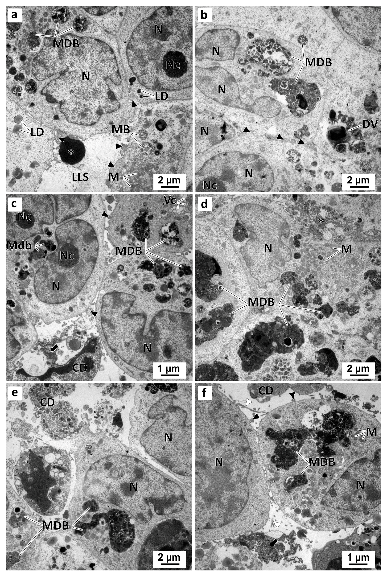 Marinedrugs 21 00166 g012 Marinedrugs 21 00166 g012