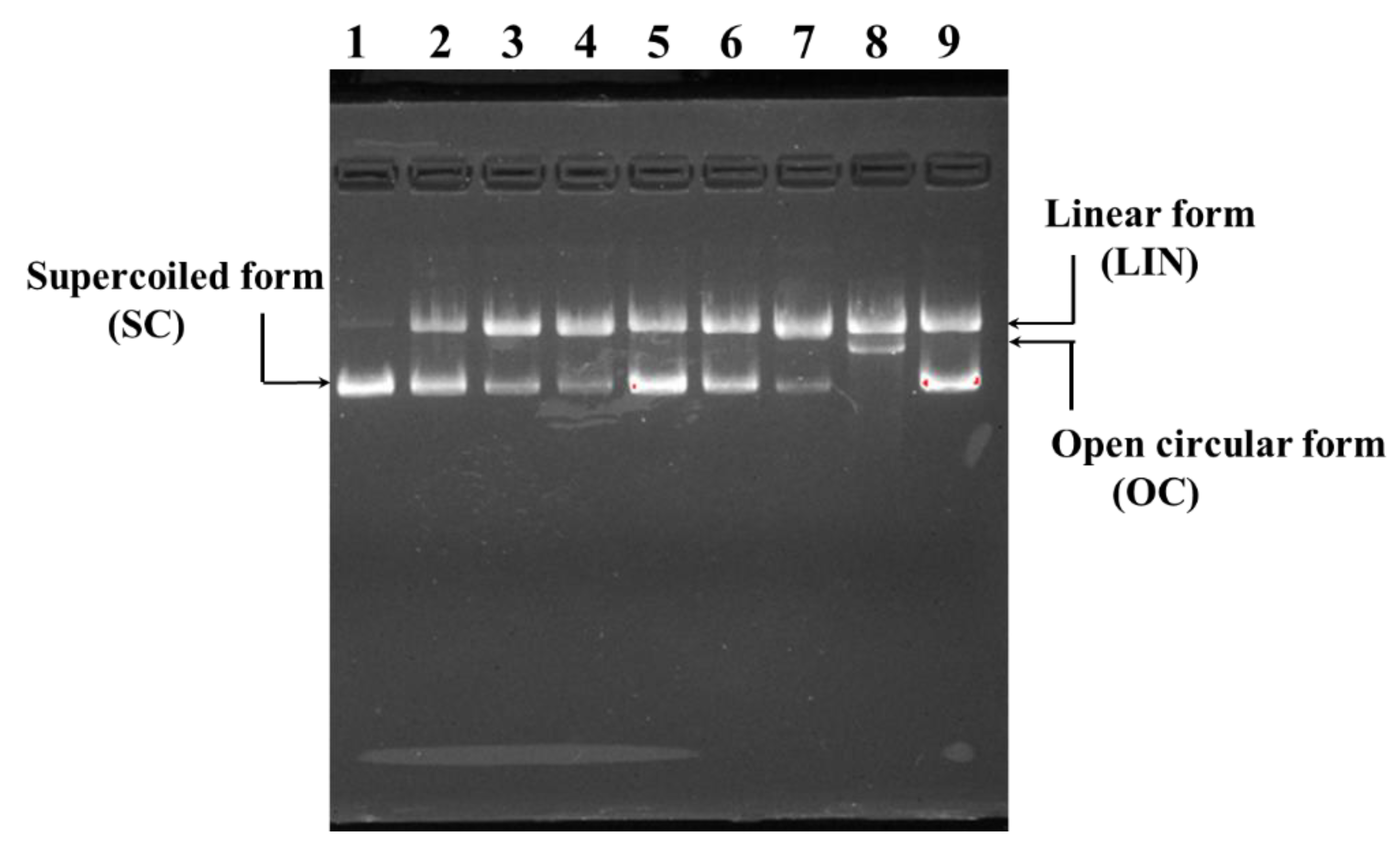 Marinedrugs 21 00169 g008