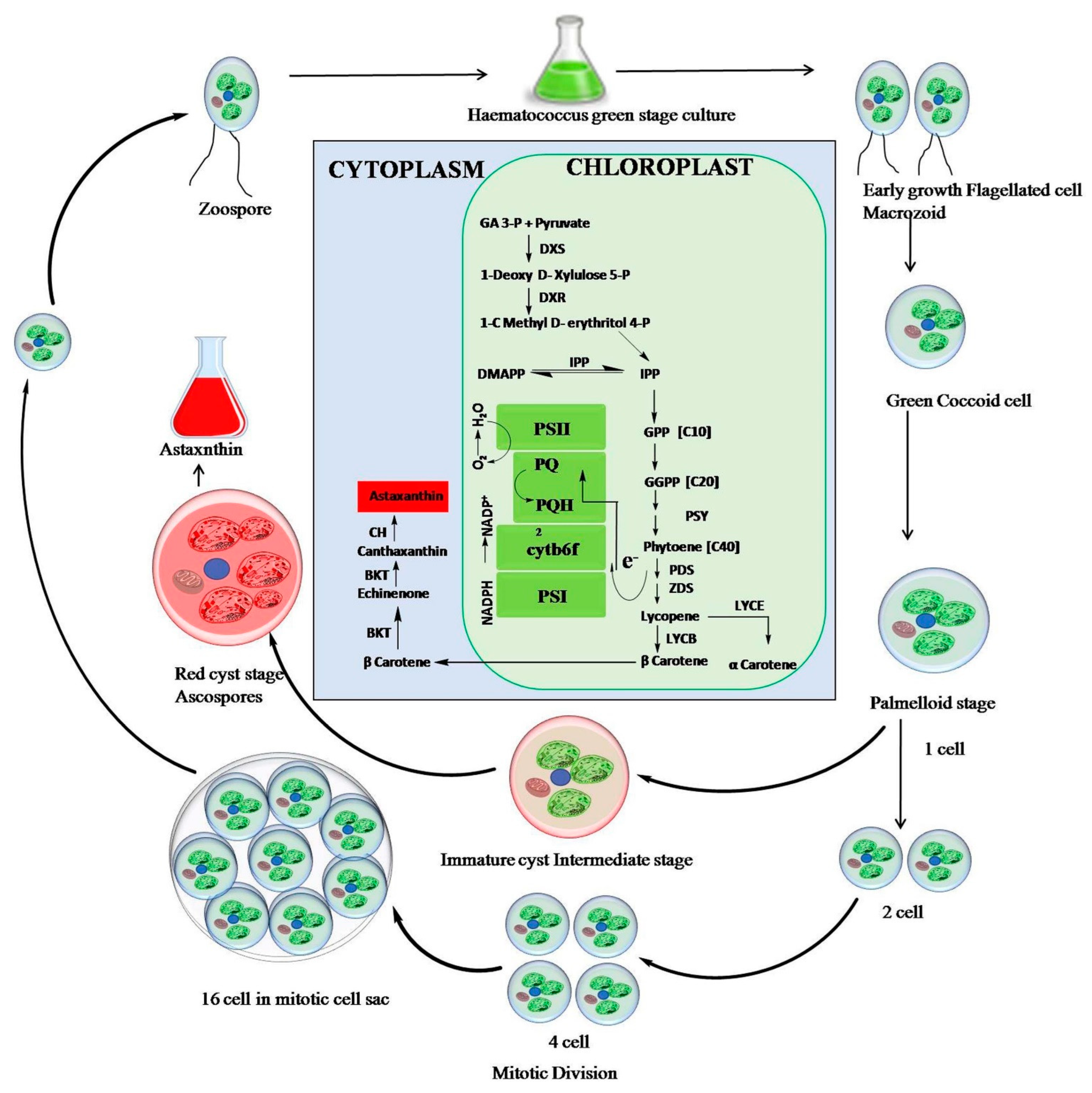 Marinedrugs 21 00176 g004 Marinedrugs 21 00176 g004