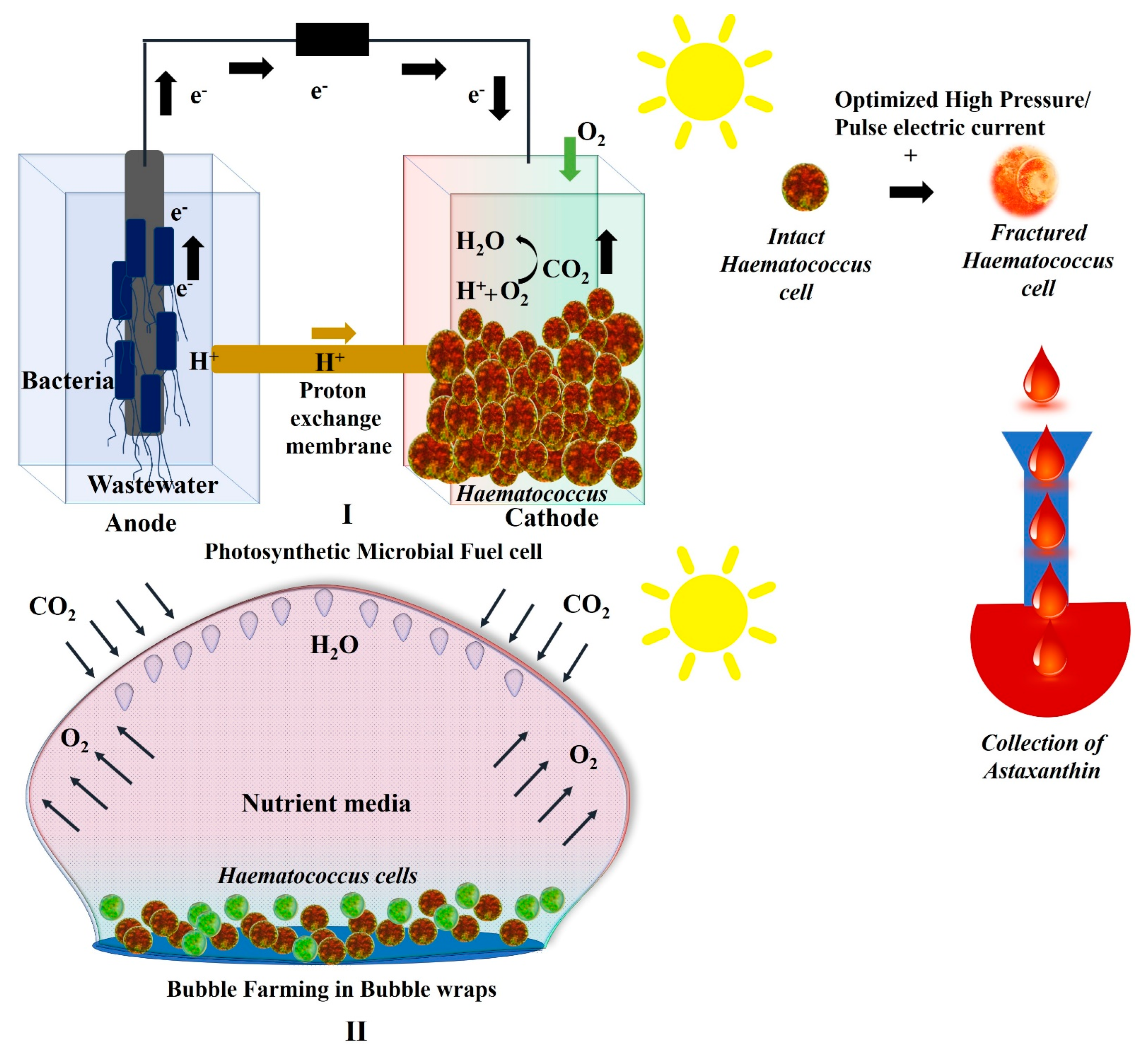 Marinedrugs 21 00176 g005 Marinedrugs 21 00176 g005