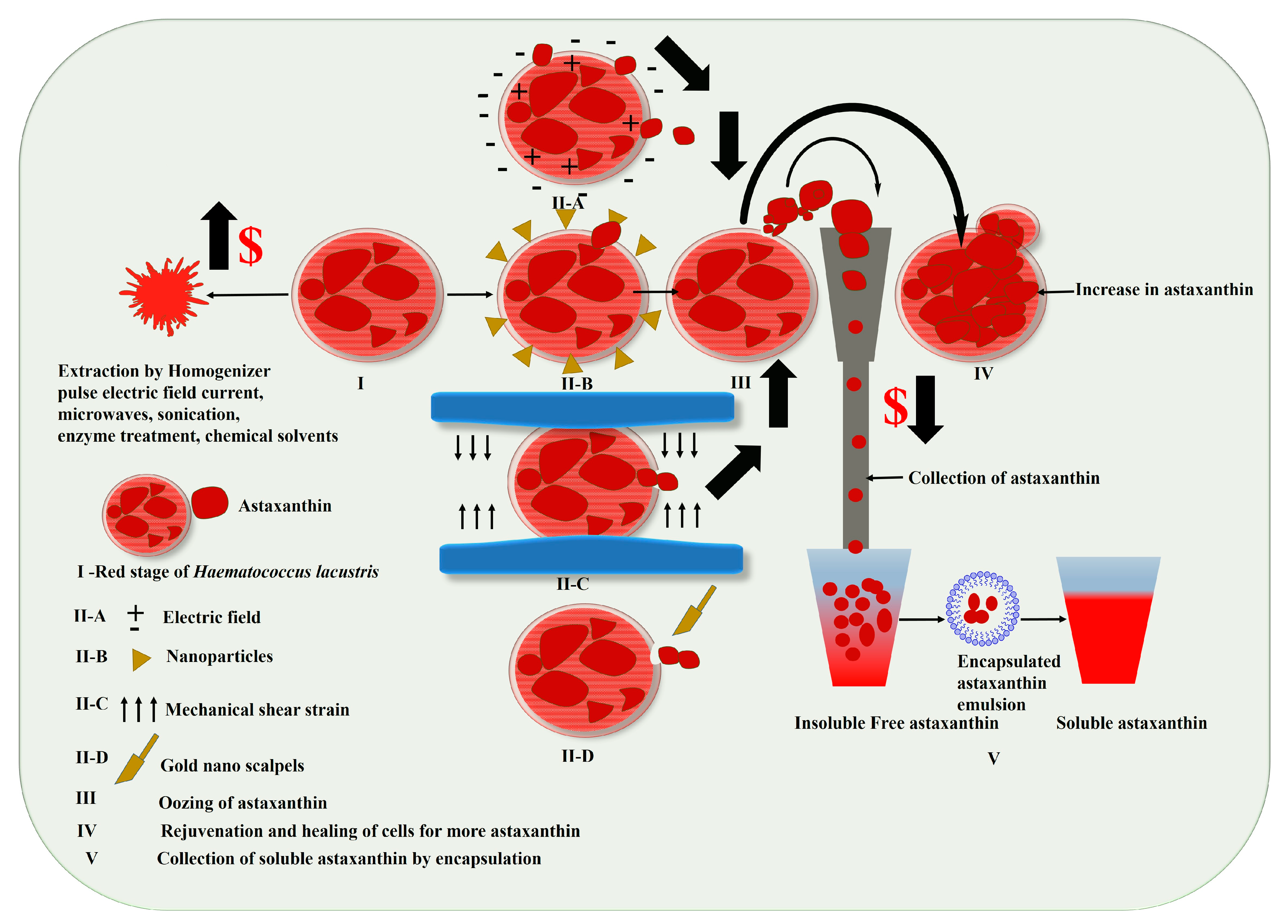 Marinedrugs 21 00176 g006 Marinedrugs 21 00176 g006
