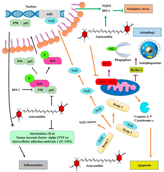 Marine Drugs Free FullText Astaxanthin as a King of