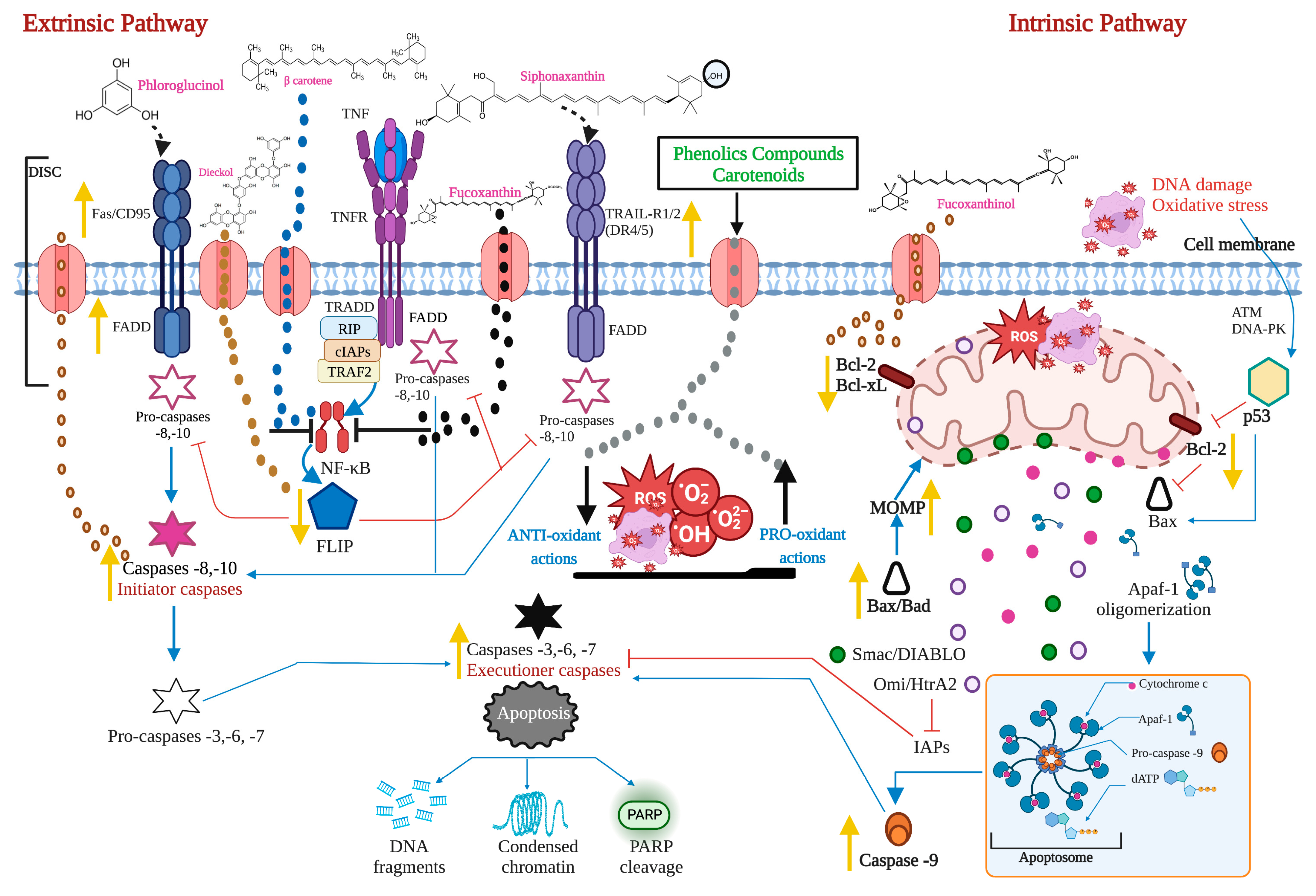 Marinedrugs 21 00182 g005 Marinedrugs 21 00182 g005