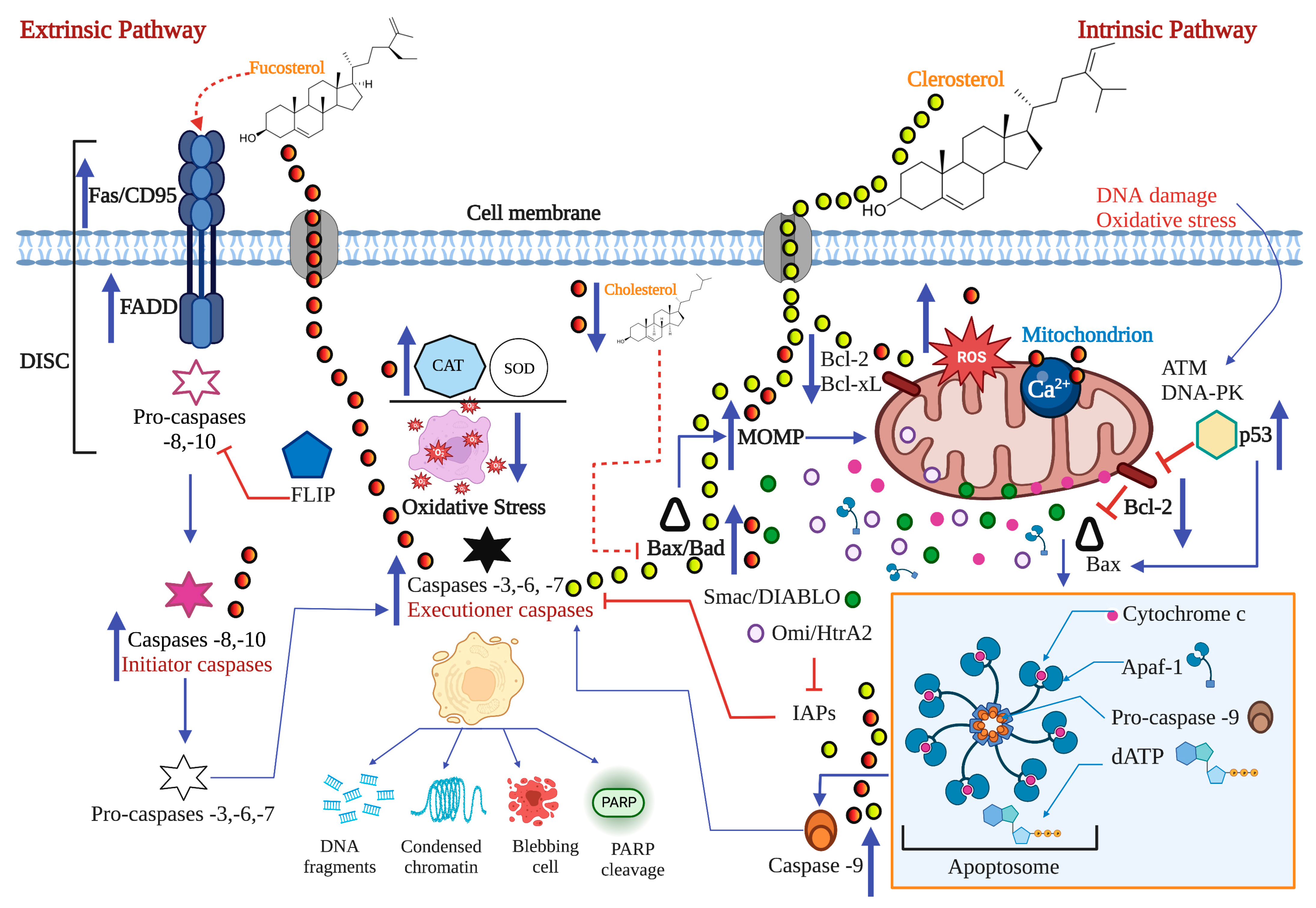Marinedrugs 21 00182 g008 Marinedrugs 21 00182 g008