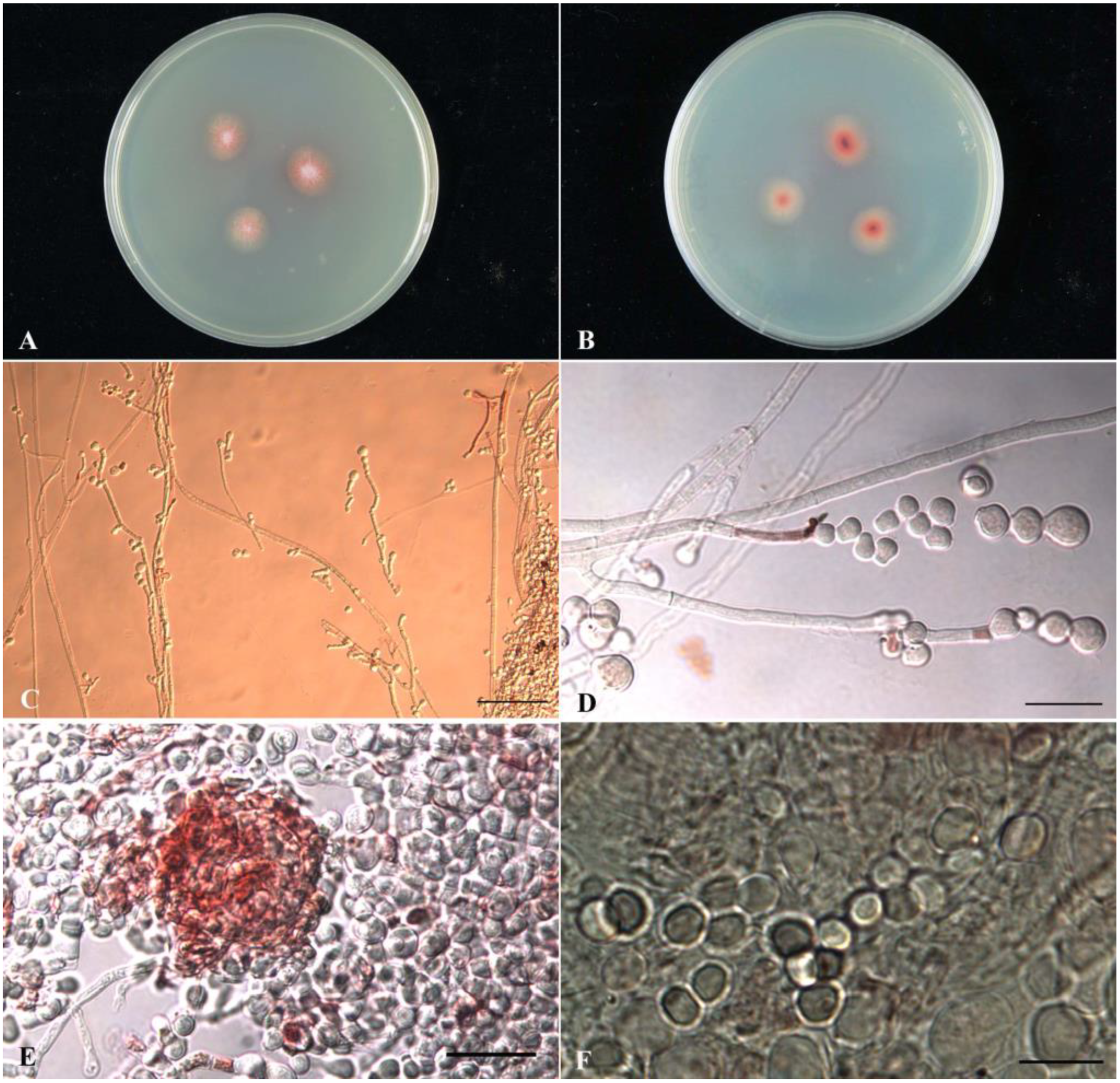 Marinedrugs 21 00200 g001 Marinedrugs 21 00200 g001