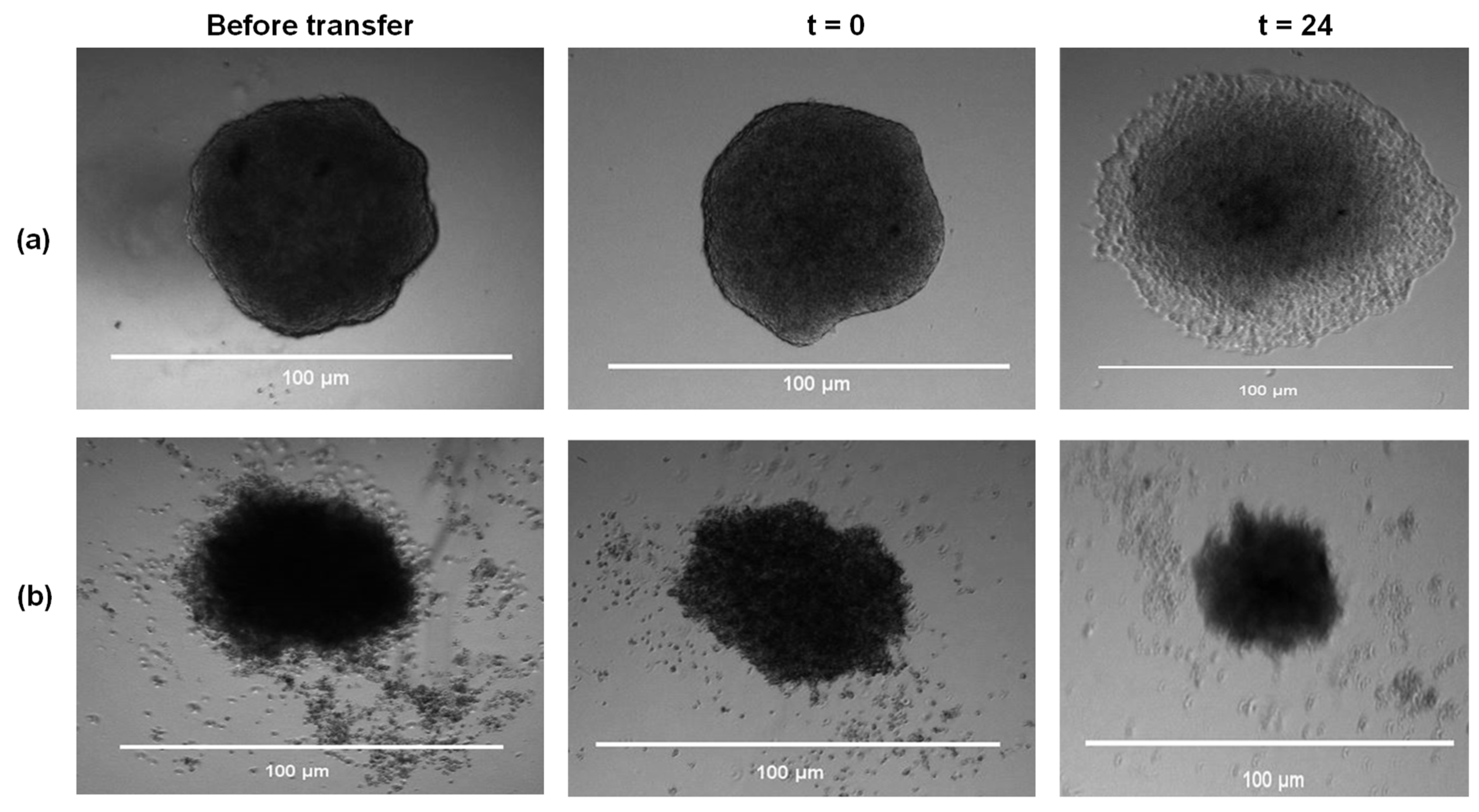 Marinedrugs 21 00203 g008